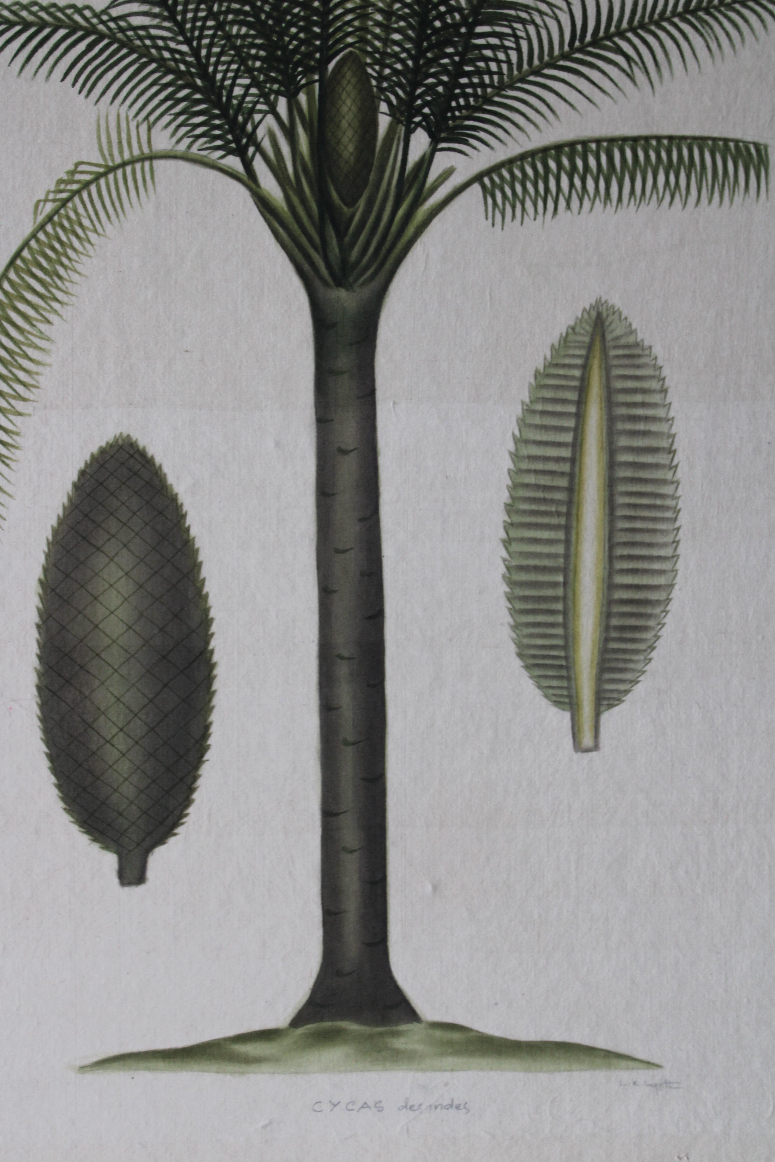 La Roche Laffitte Palmera vintage acuarela sobre seda sobre papel japonés 8