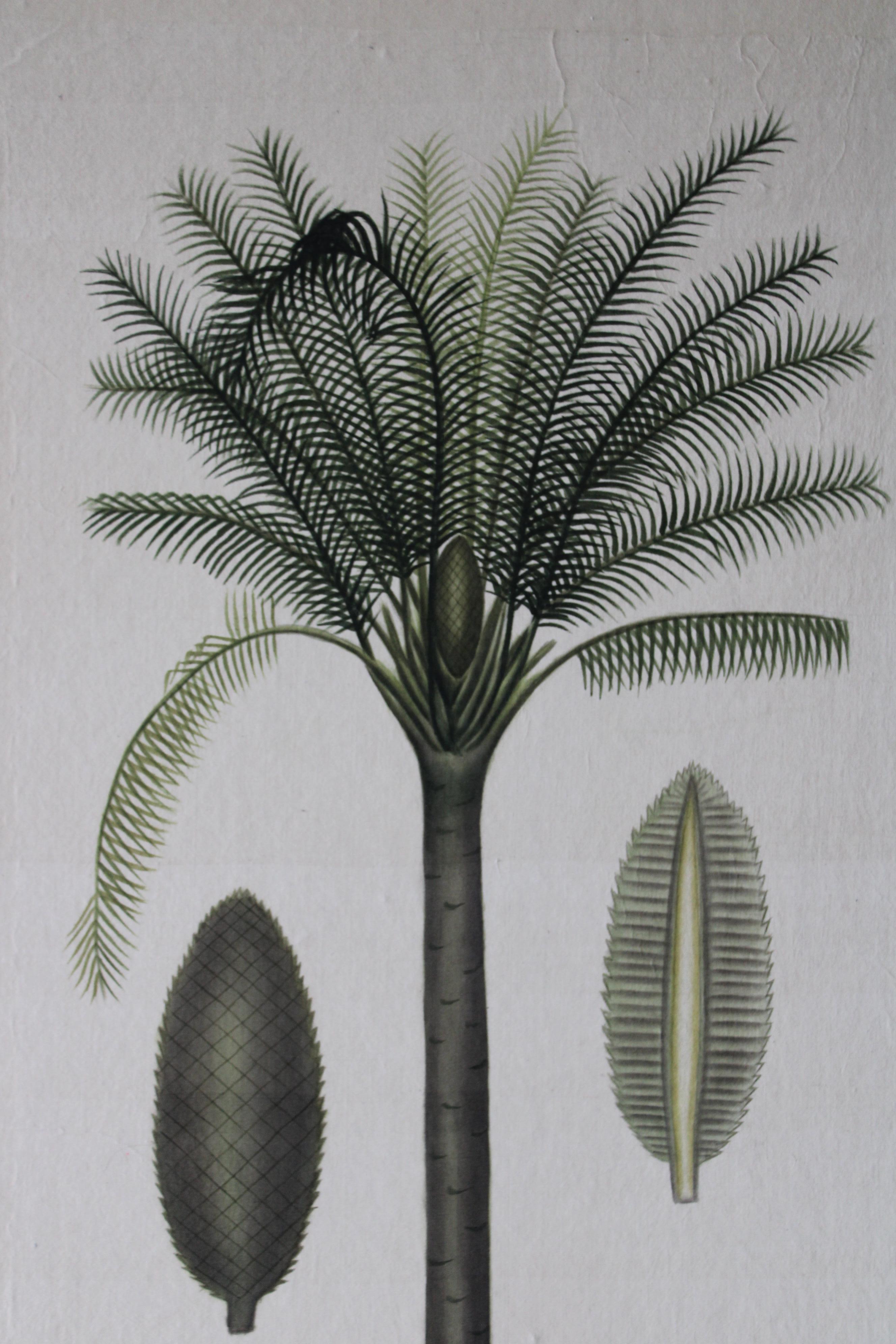 Impresionante acuarela de gran palmera sobre seda pegada en papel japonés de la artista francesa La Roche Laffitte.  Una rara acuarela firmada y pegada sobre papel hecho a mano por el artista y completada con una fina banda dorada pegada sobre el