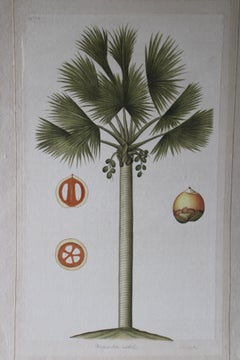 La Roche Laffitte Vintage Palm Tree Watercolor on silk on Japanese paper