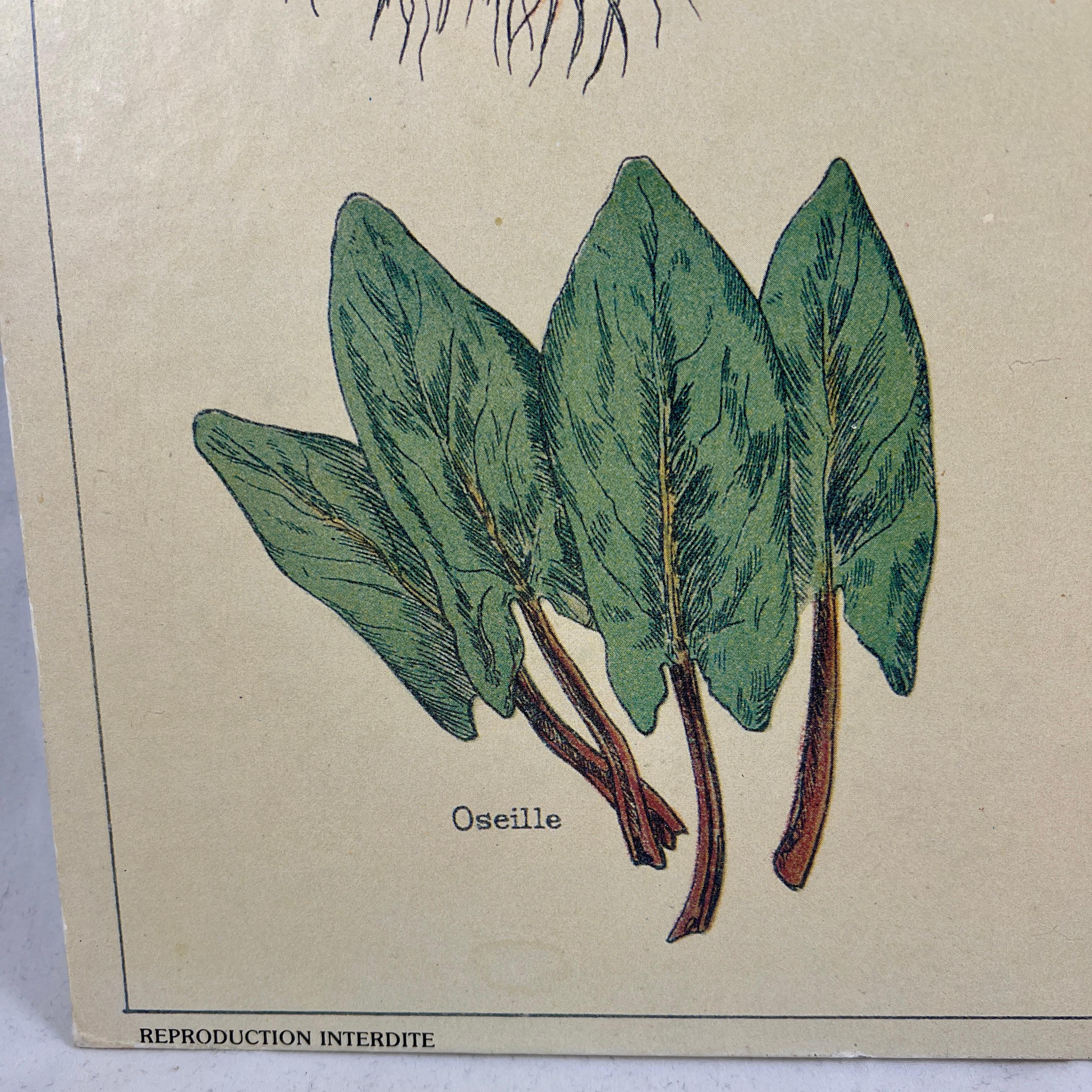 Polychromed La Soupe – Original Émile Deyrolle French Mounted & Hanging Offset Lithograph
