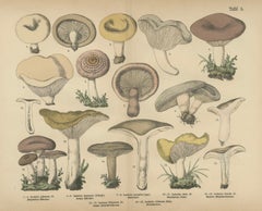 Lactarius Mushrooms – Antique Fungi Lithograph, Natural History Print 1885