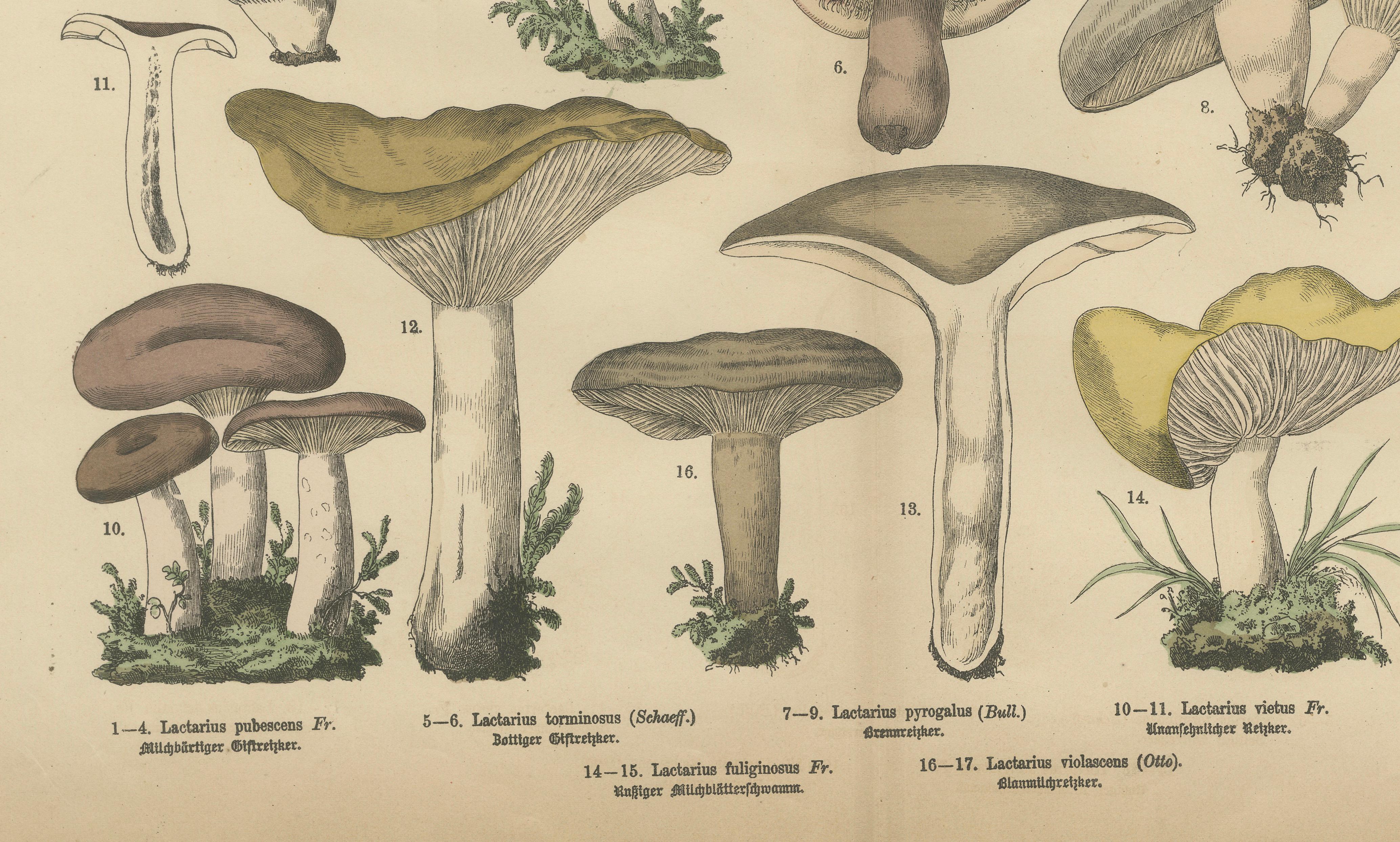Lactarius Mushrooms – Antique Fungi Lithograph, Natural History Print 1885