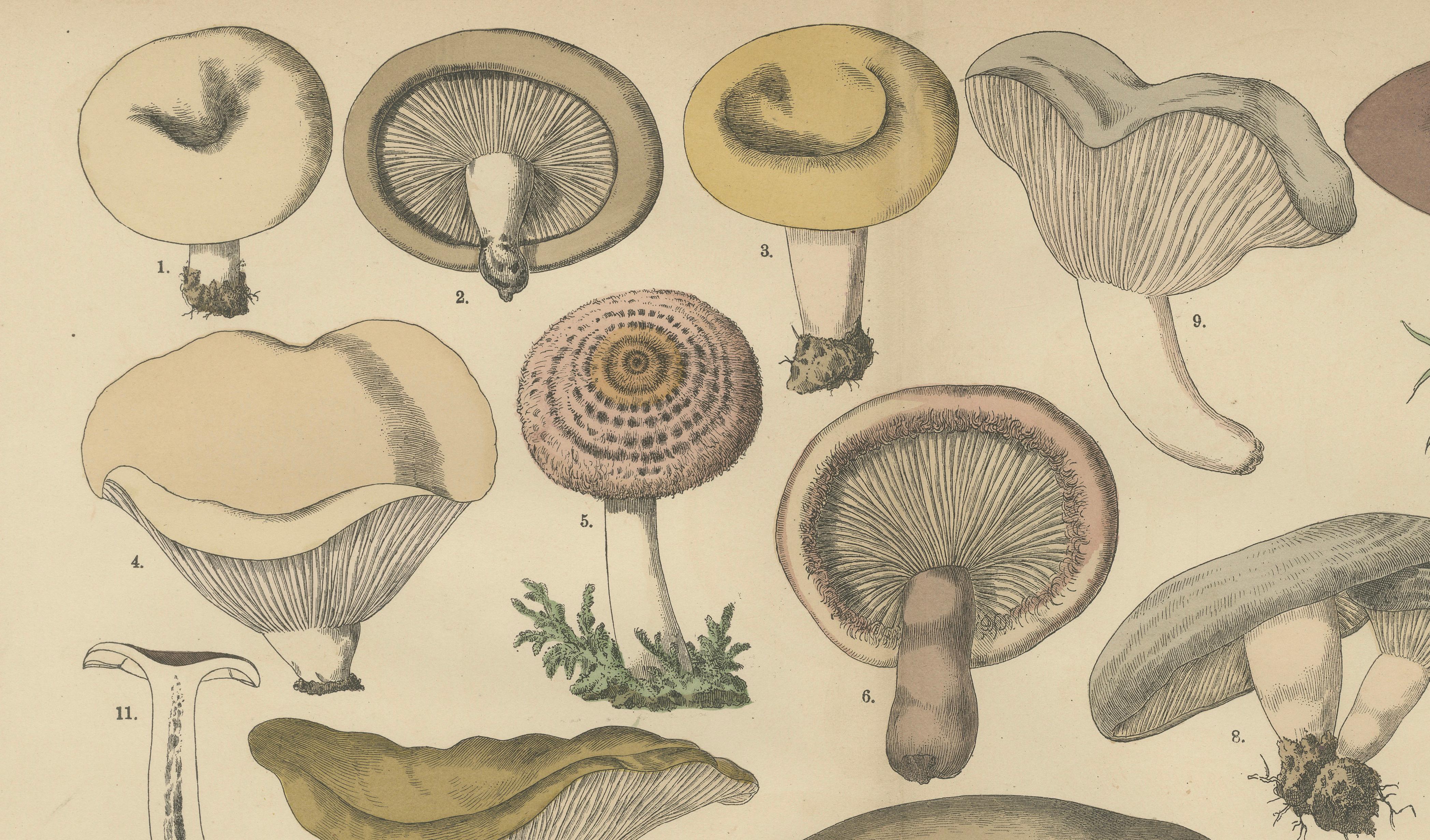 Lactarius Mushrooms – Antique Fungi Lithograph, Natural History Print 1885