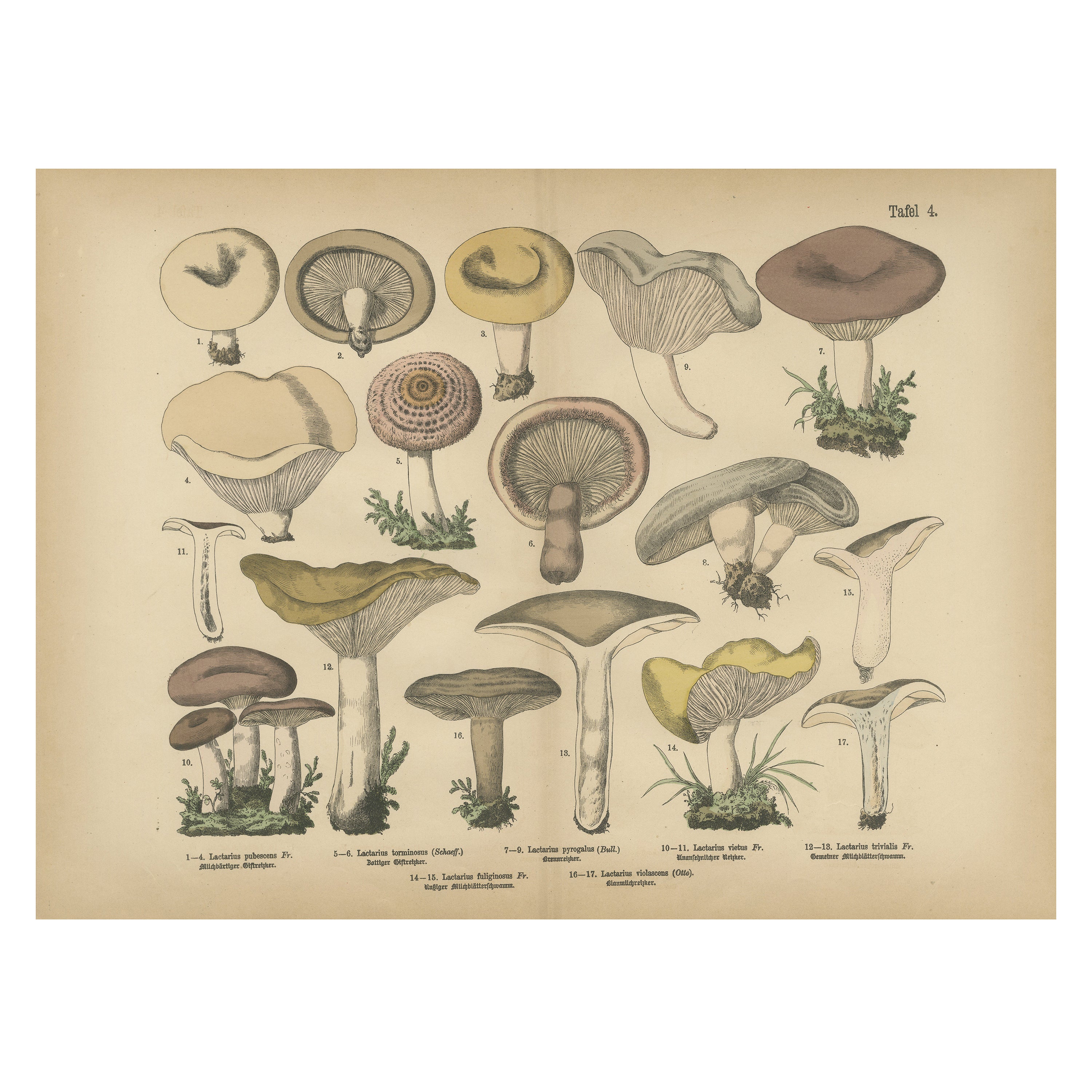 Champignons Lactarius - Lithographie ancienne de champignons, gravure d'histoire naturelle 1885