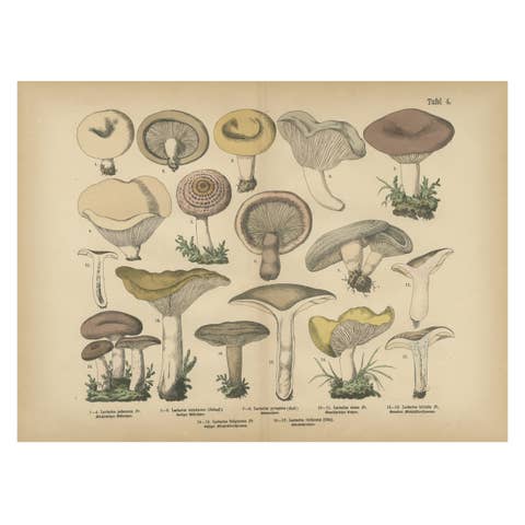 Lactarius Mushrooms – Antique Fungi Lithograph, Natural History Print 1885