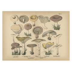Lactarius Mushrooms – Antique Fungi Lithograph, Natural History Print 1885 Lactarius Mushrooms – Antique Fungi Lithograph, Natural History Print 1885