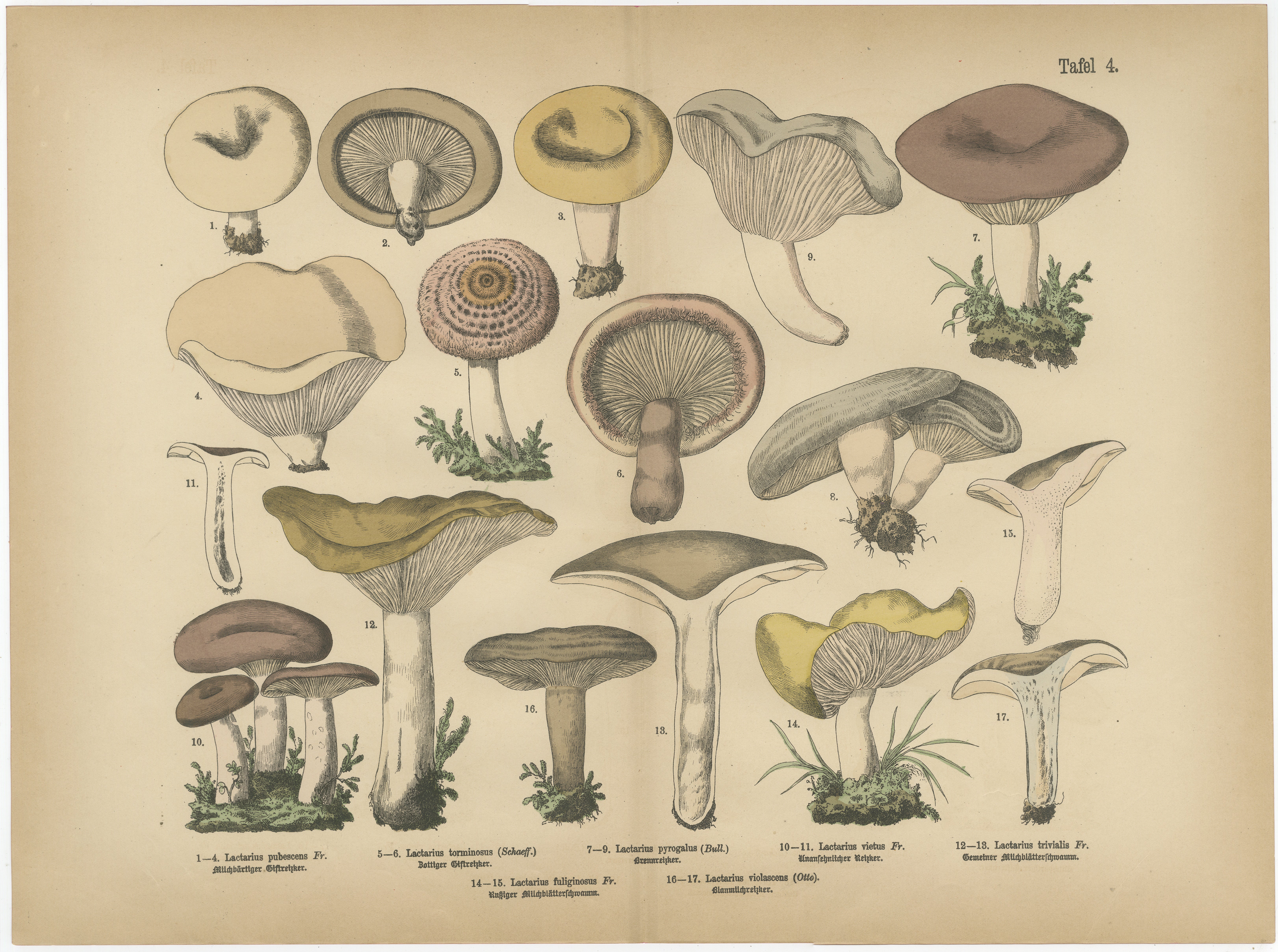 Lactarius Mushrooms – Antique Fungi Lithograph, Natural History Print 1885