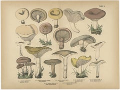 Lactarius Mushrooms – Antique Fungi Lithograph, Natural History Print 1885