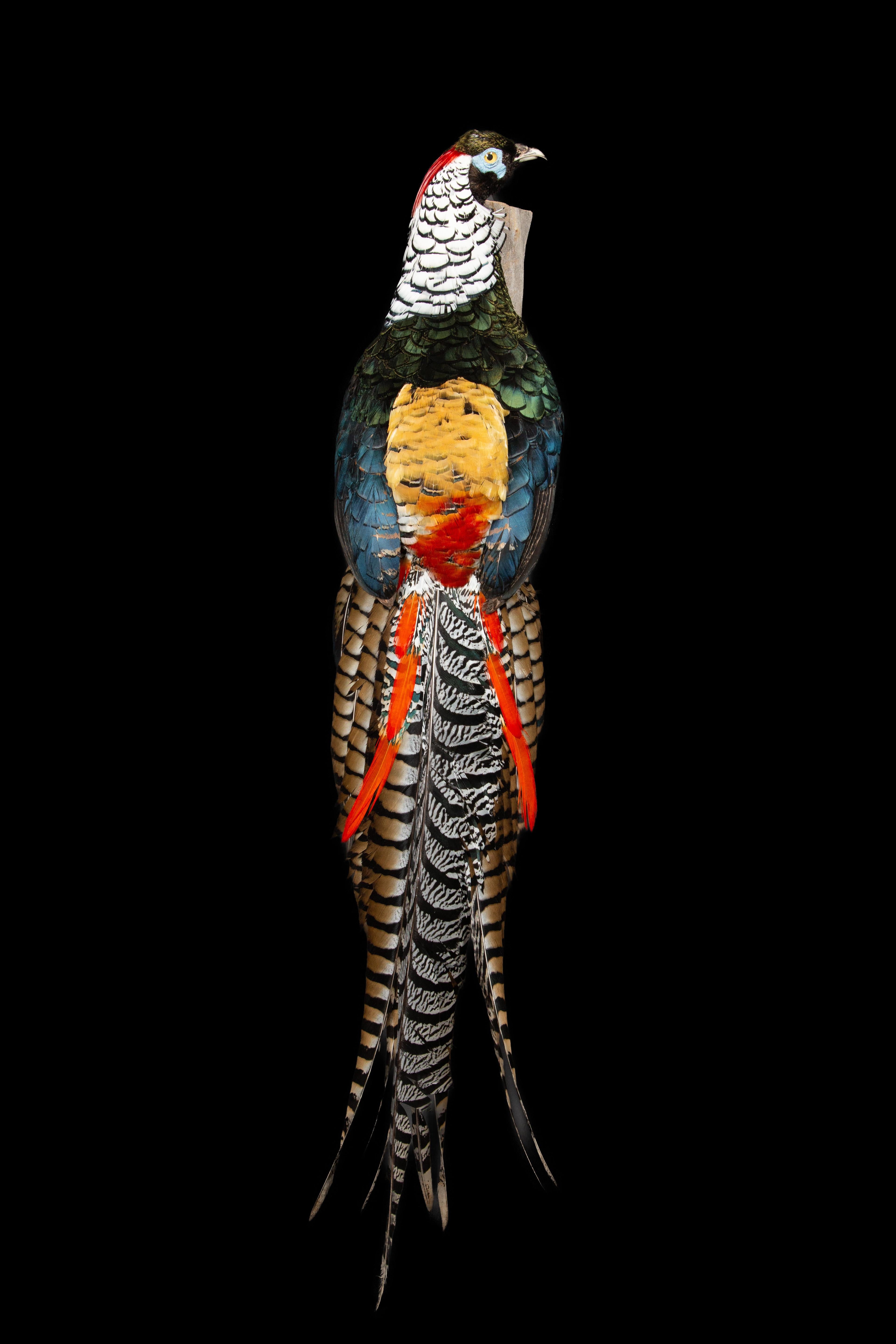 Lady Amherst Pheasant Perched on Naturalistic wooden wall mount:

Measures: 9
