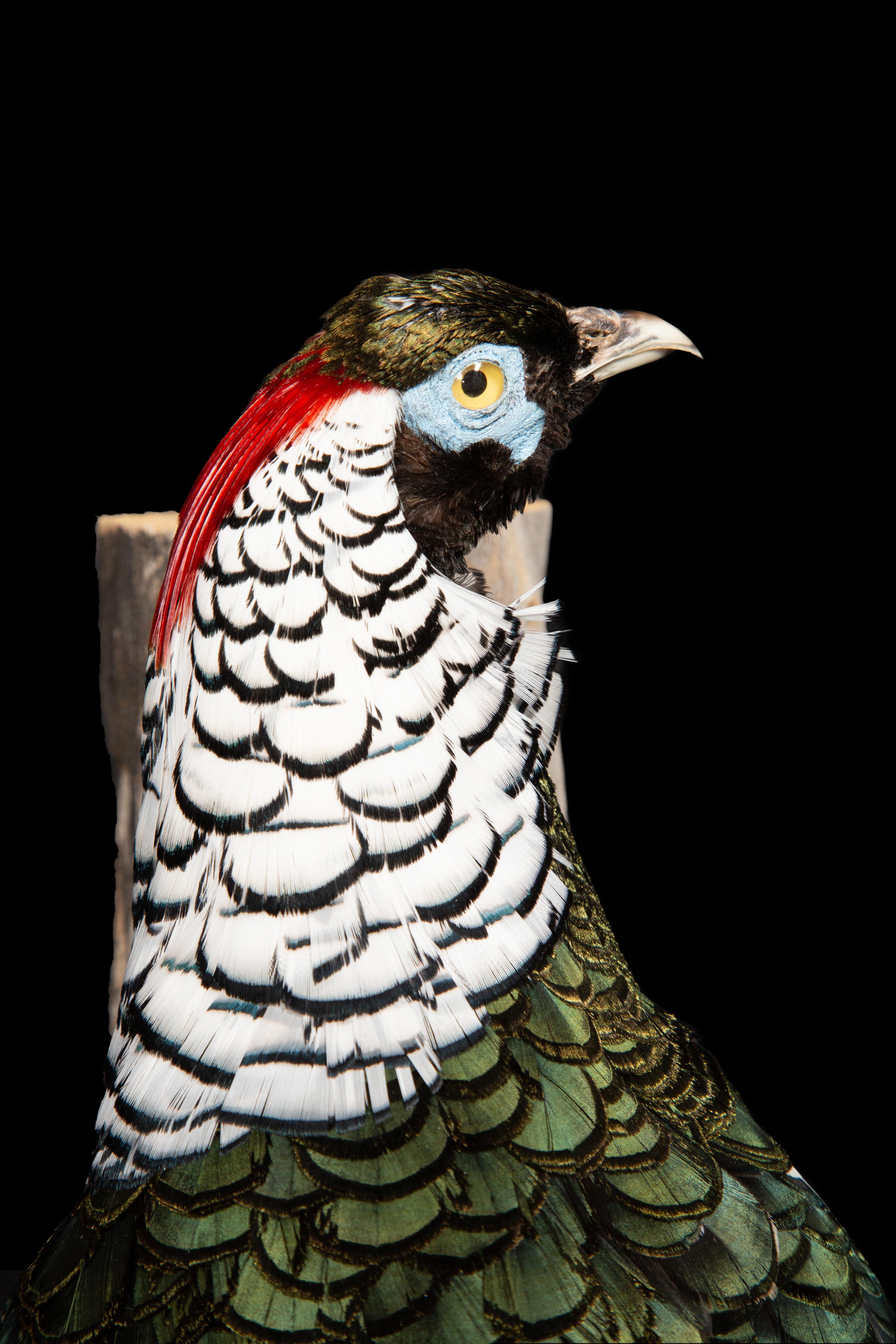 Lady Amherst Pheasant Perched on Naturalistic Wooden Wall Mount In Distressed Condition In New York, NY