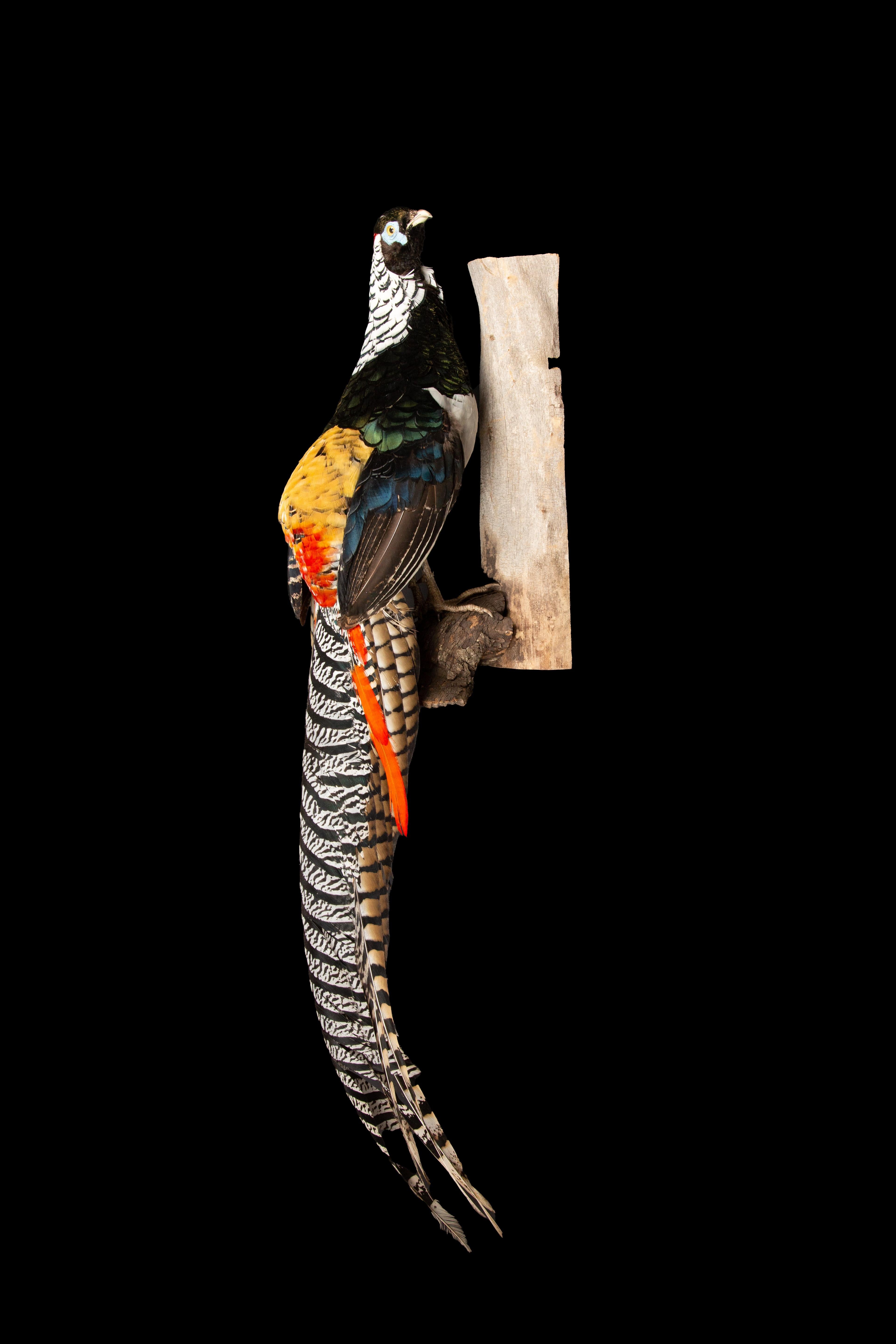 Contemporary Lady Amherst Pheasant Perched on Naturalistic Wooden Wall Mount