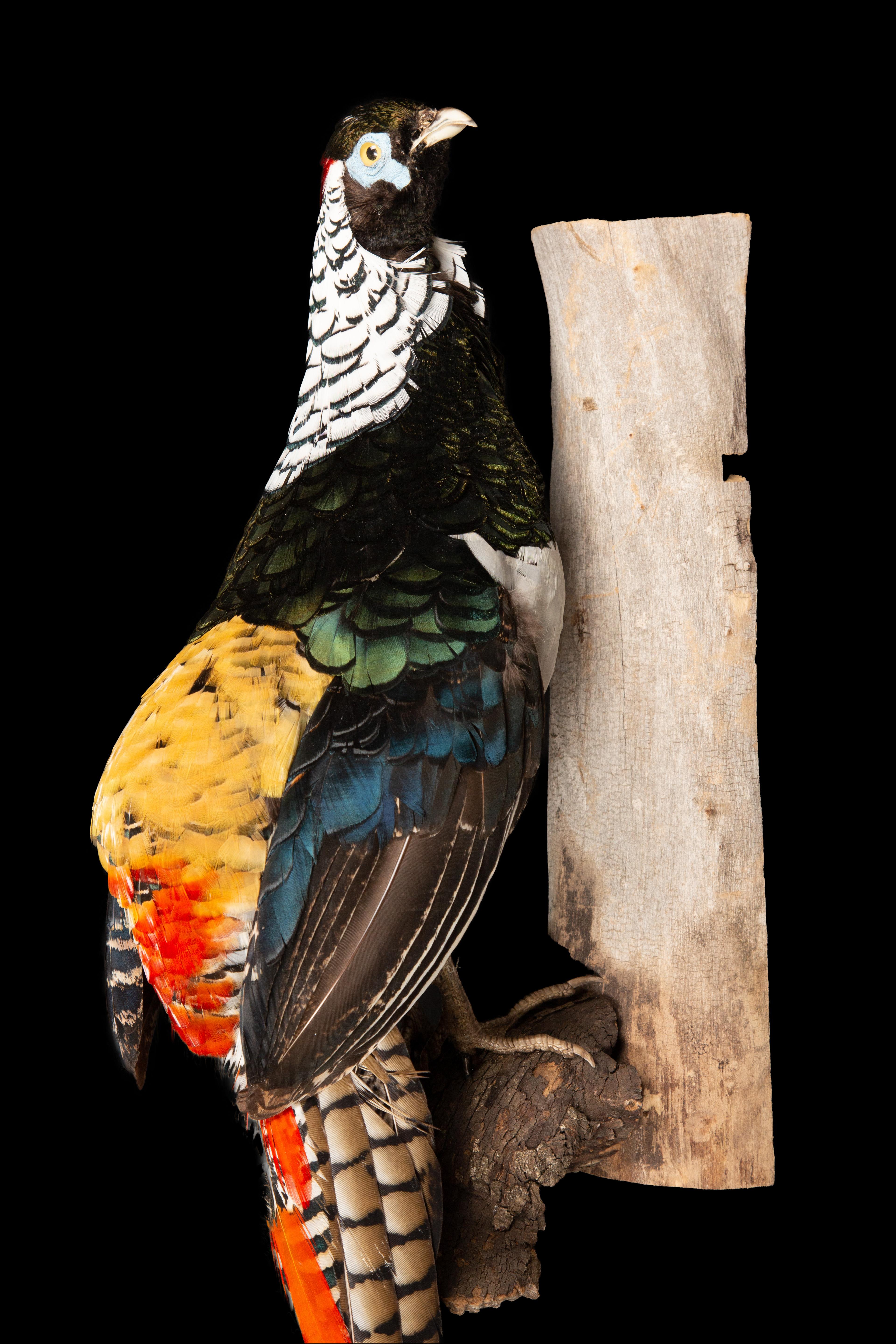 Feathers Lady Amherst Pheasant Perched on Naturalistic Wooden Wall Mount