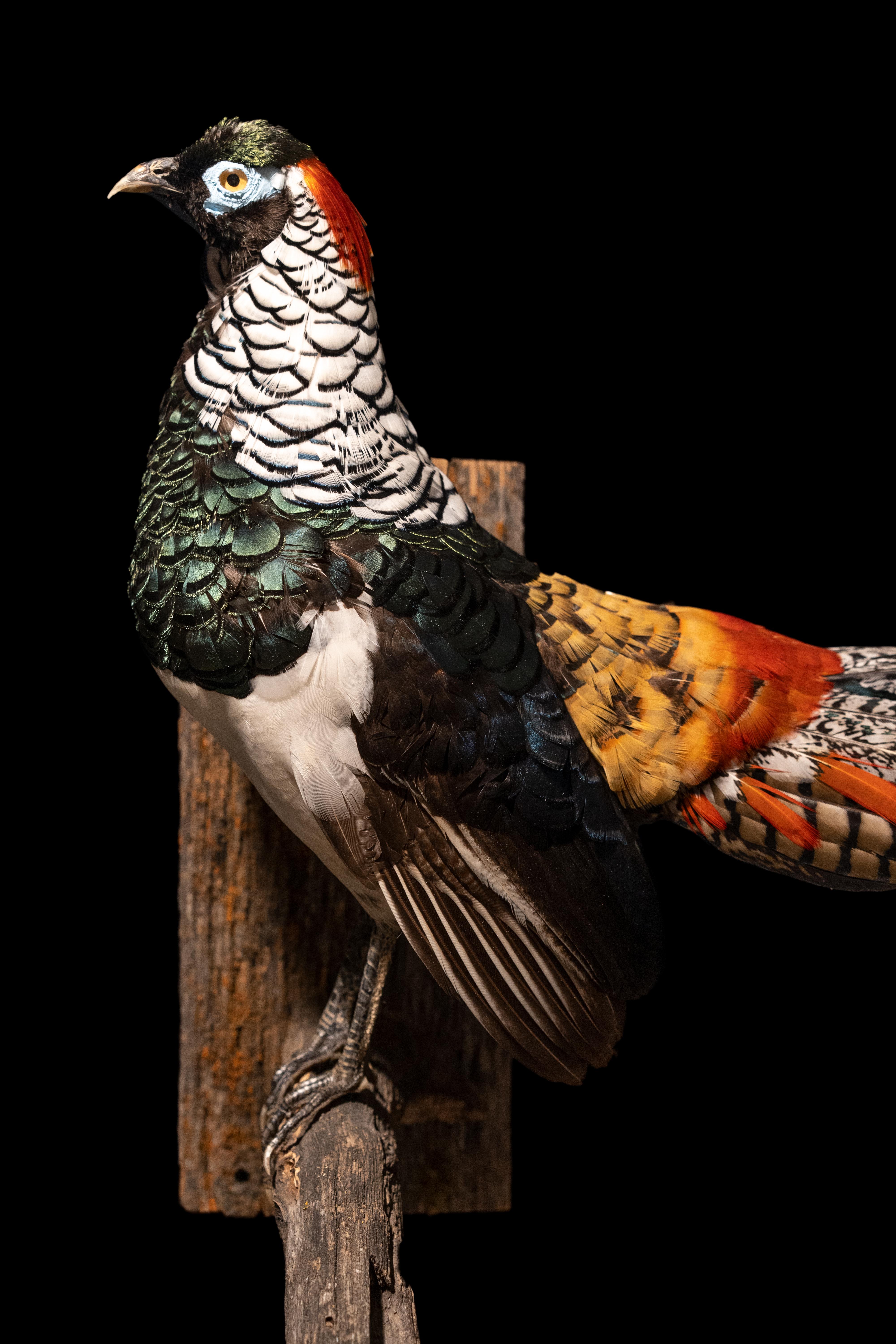 This Lady Amherst pheasant's perched pose is the perfect way to showcase all of those amazing feathers, it's a wonderful addition to any collection, perfect for town or country.