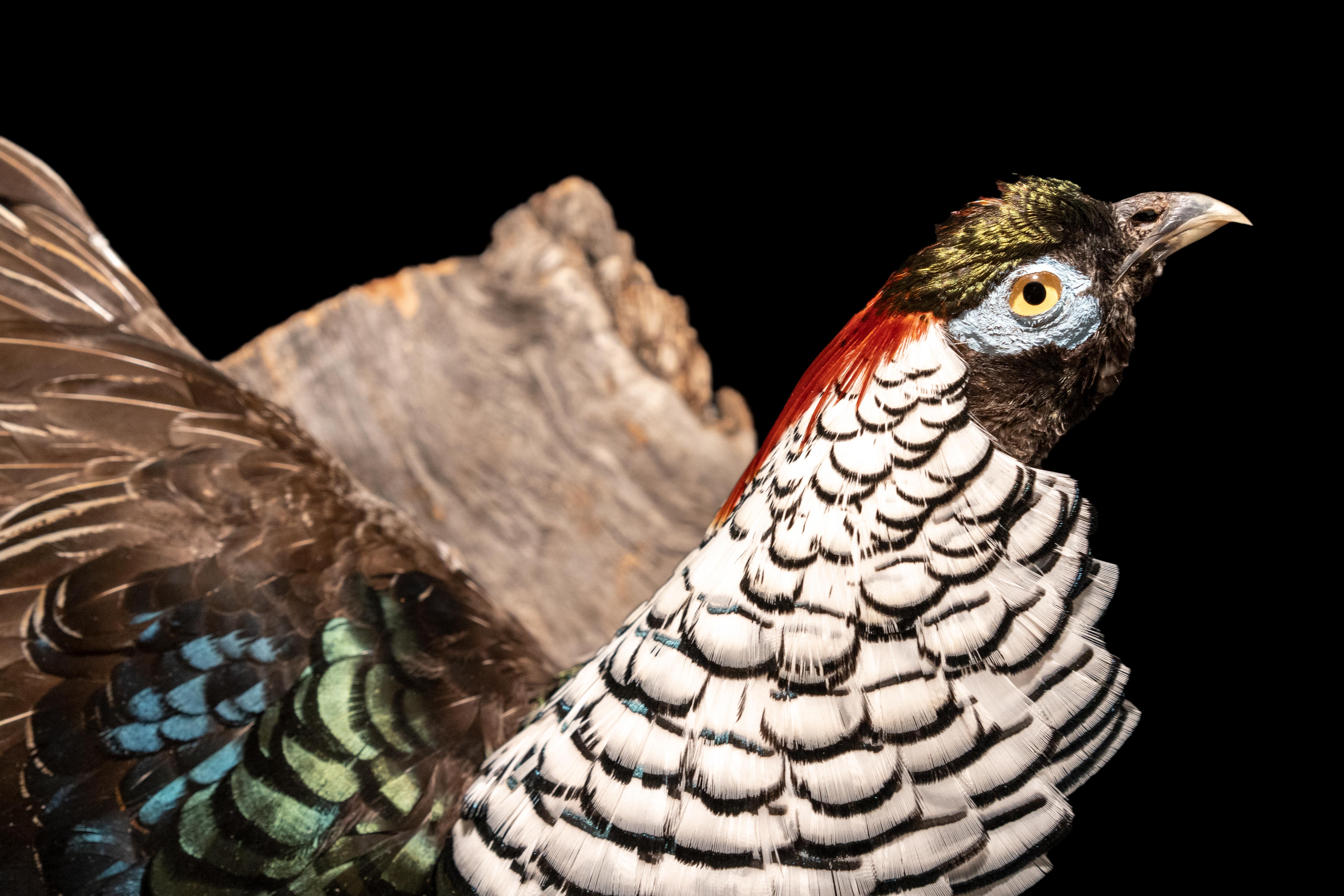 American Lady Amherst Pheasant Wall Mounted Taxidermy Specimen