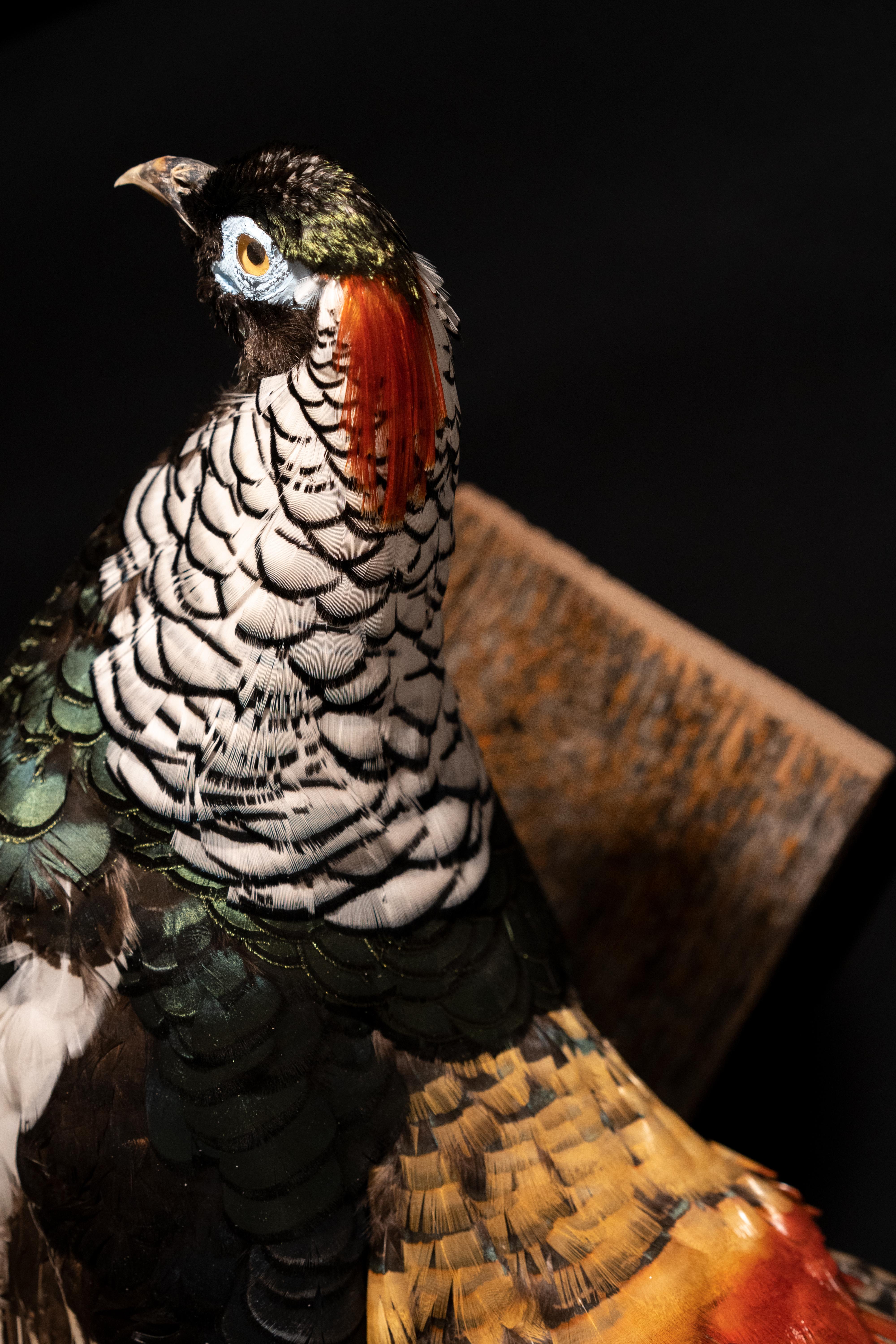 amherst pheasant for sale