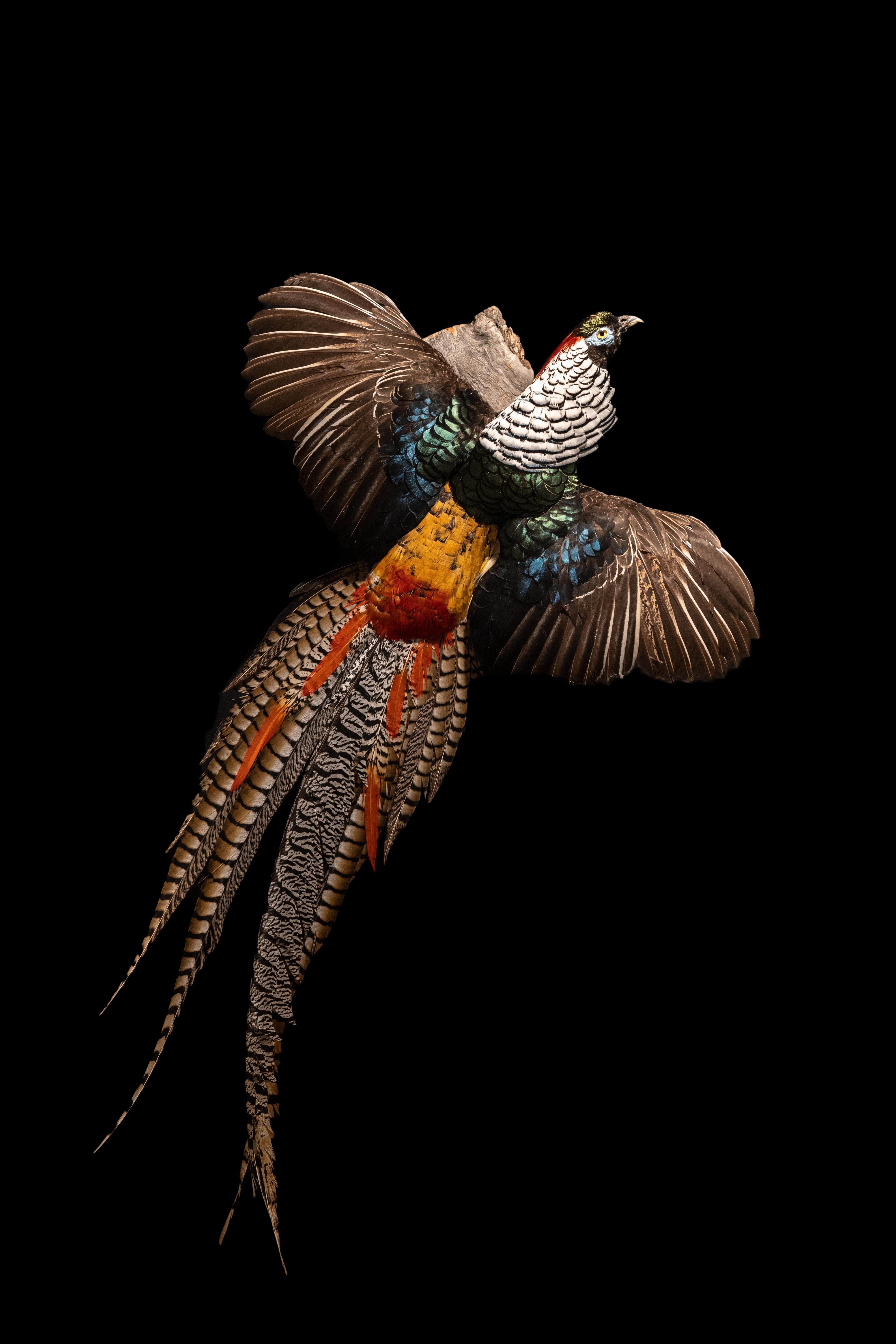 Lady Amherst Pheasant Wall Mounted Taxidermy Specimen In New Condition In New York, NY