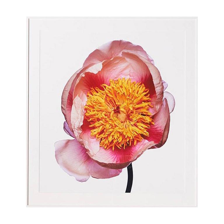 Lady gay peony par Michael Zeppetello
Une photographie d'une pivoine Lady gay par Michael Zeppetello dans un cadre en bois personnalisé laqué blanc avec un passe-partout en chiffon 5 plis.
Photographie sur film couleur transparent Fujifilm
