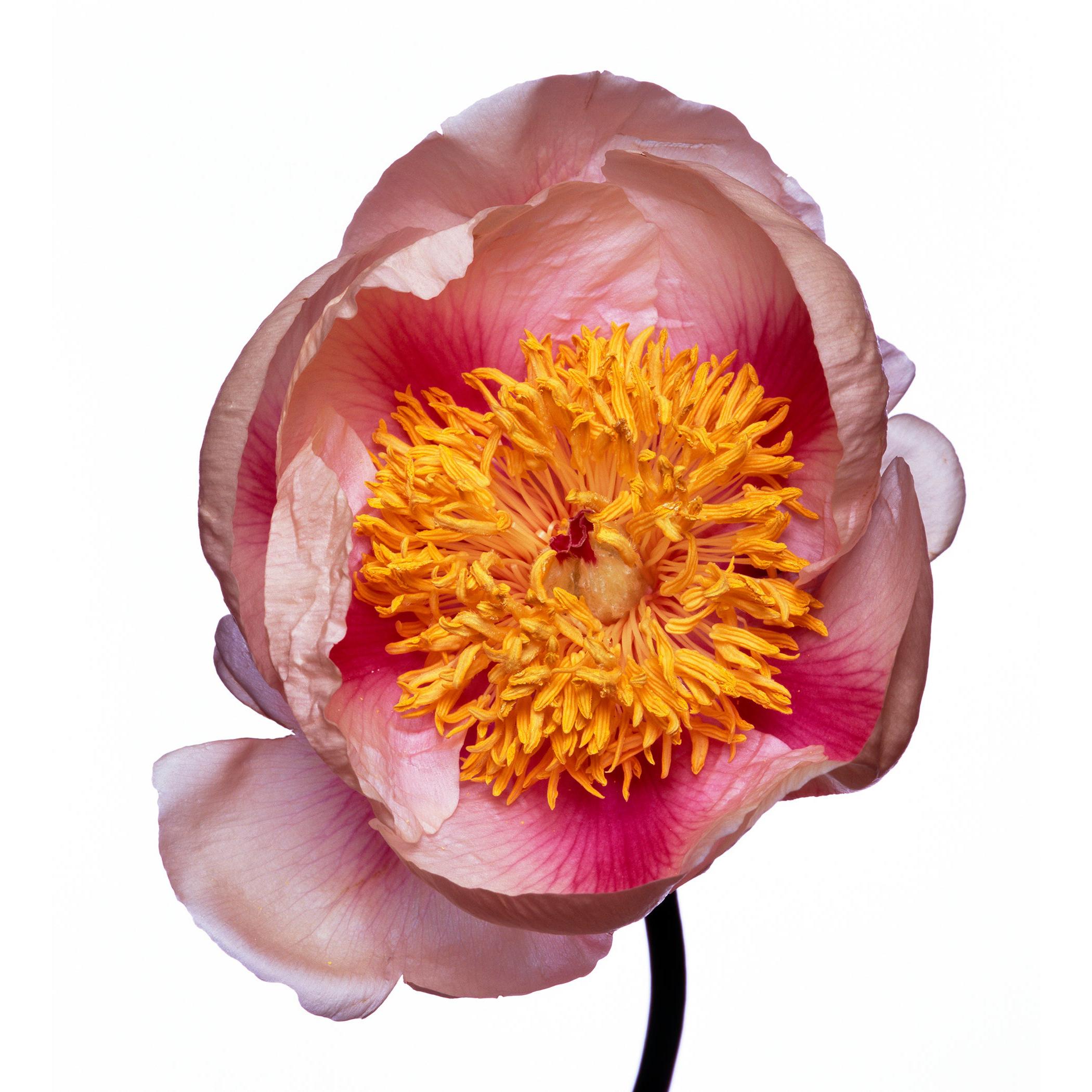 Lady Gay Peony by Michael Zeppetello For Sale