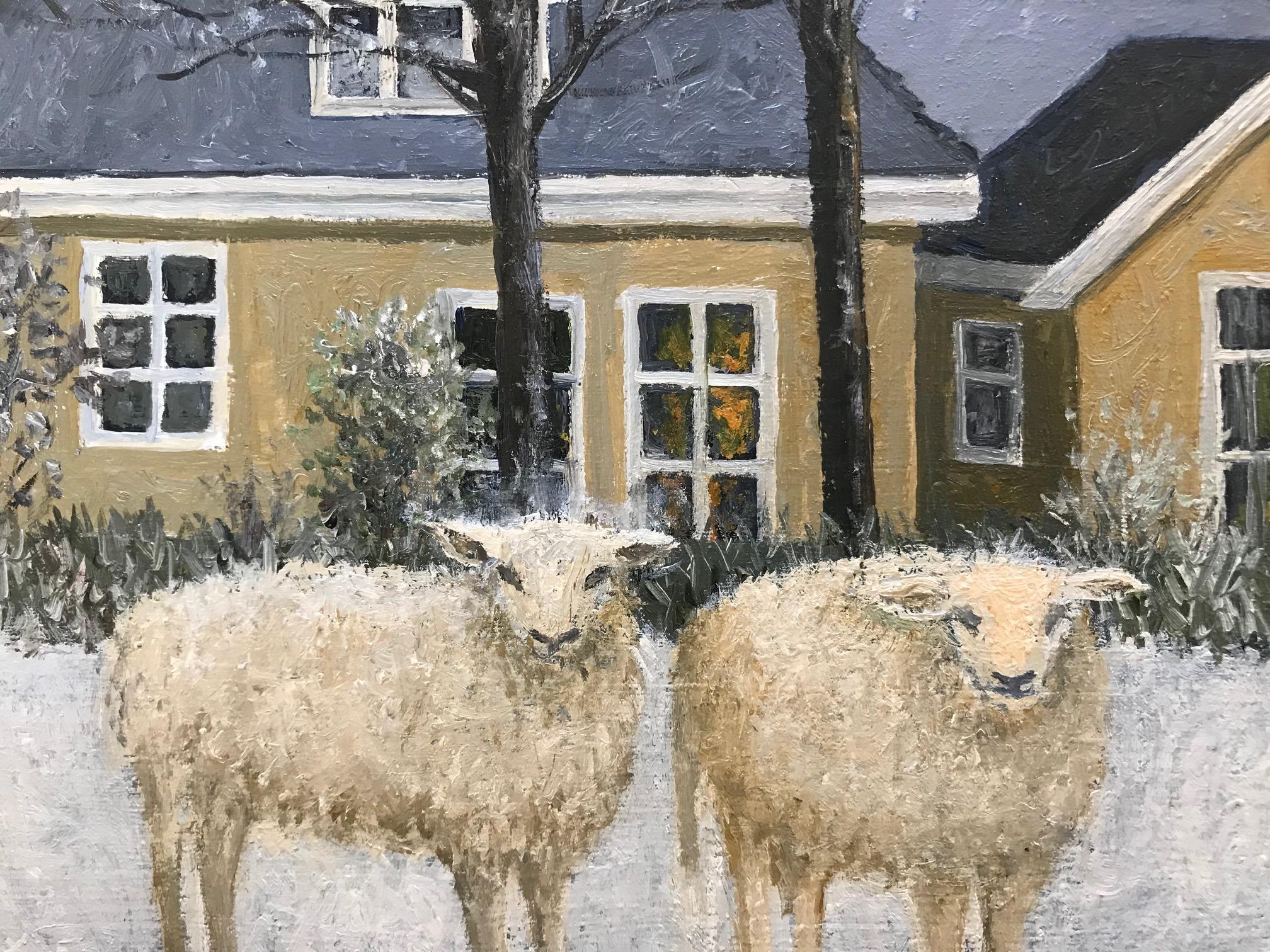 snow gray sheep