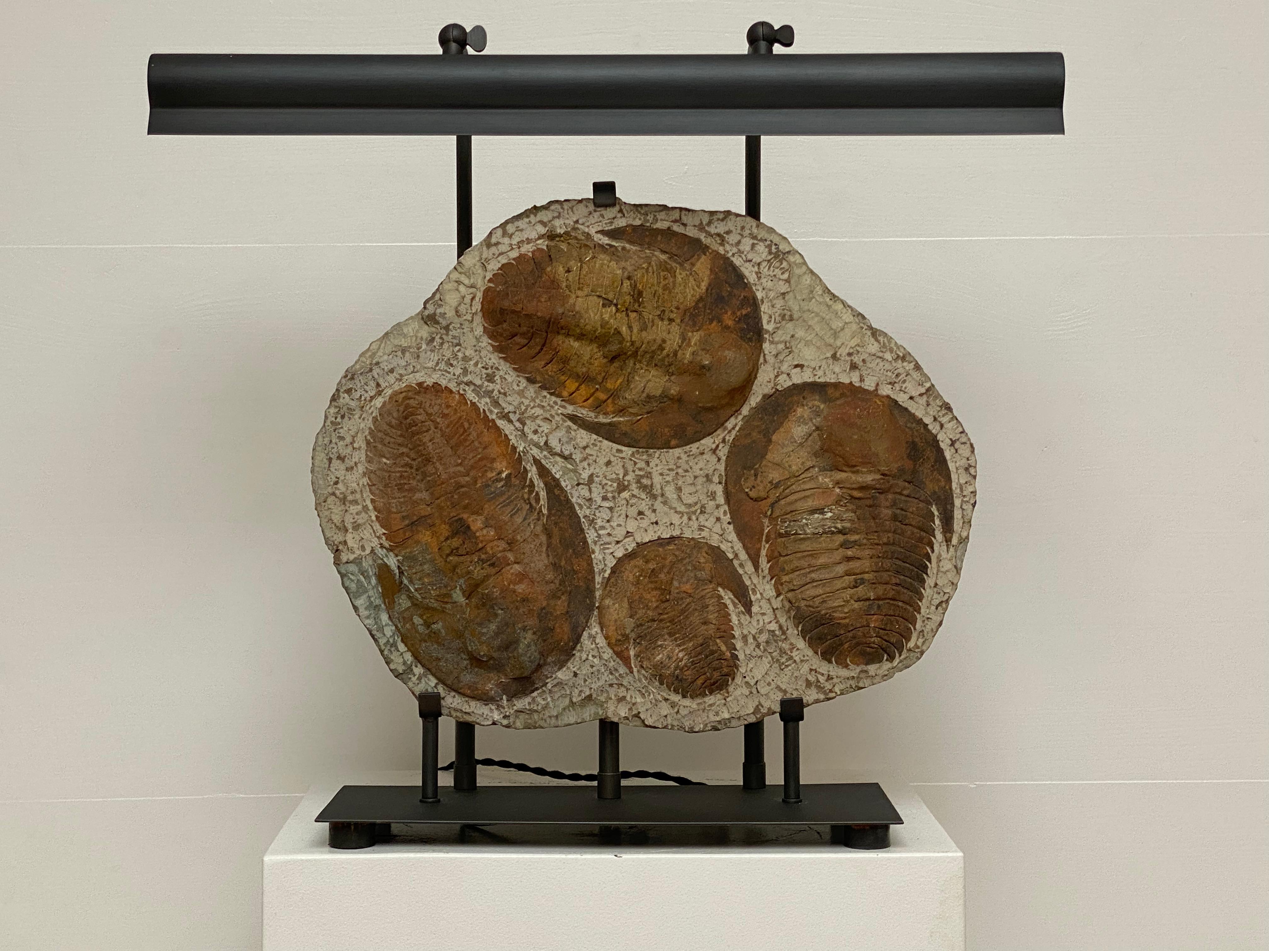 Table Lamp made out of 4  Trilobite Fossil Elements, mounted on an iron stand For Sale 3