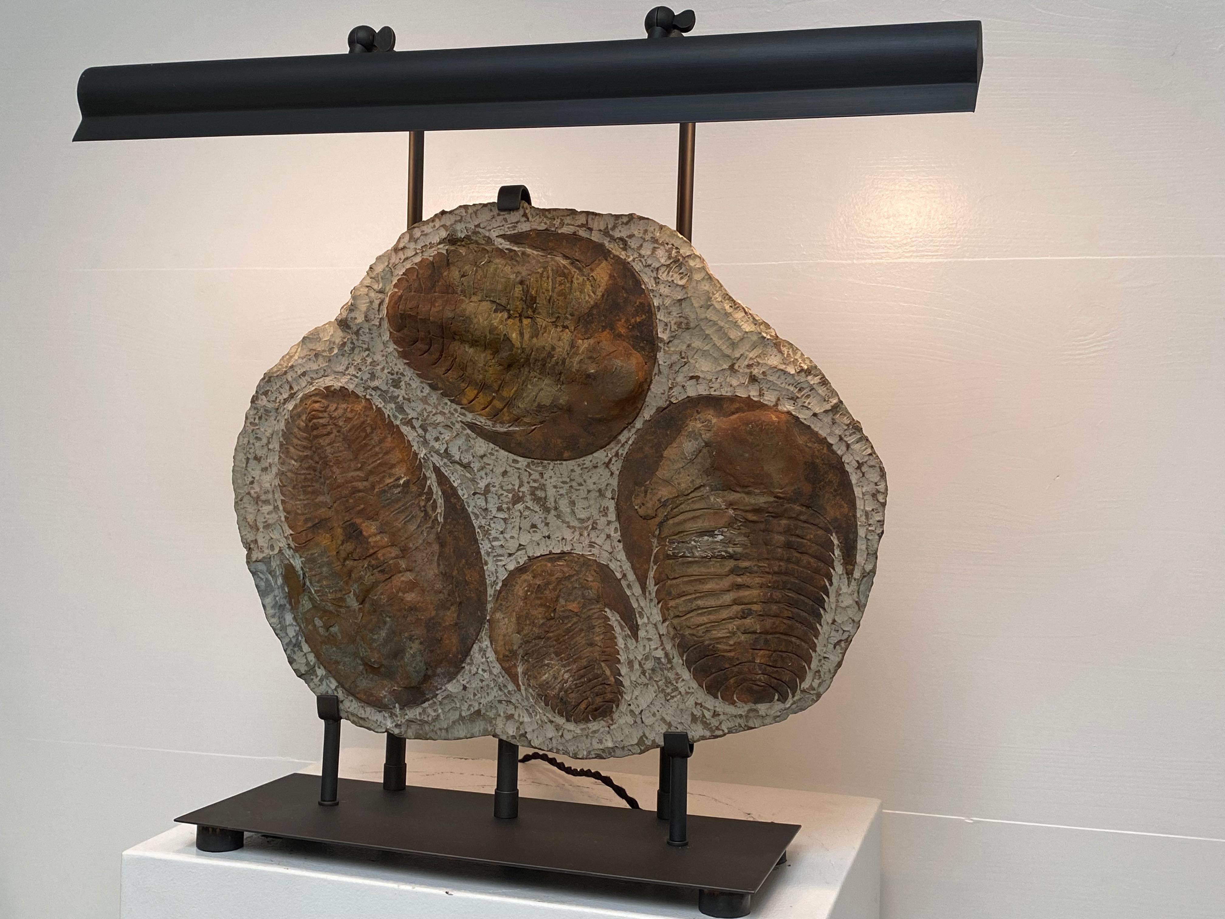 Exceptional lamp made of 4 Trilobita Fossils,mounted on an iron modern base
3 elements for lamps, movable lamp shade,
very decorative for a library or study