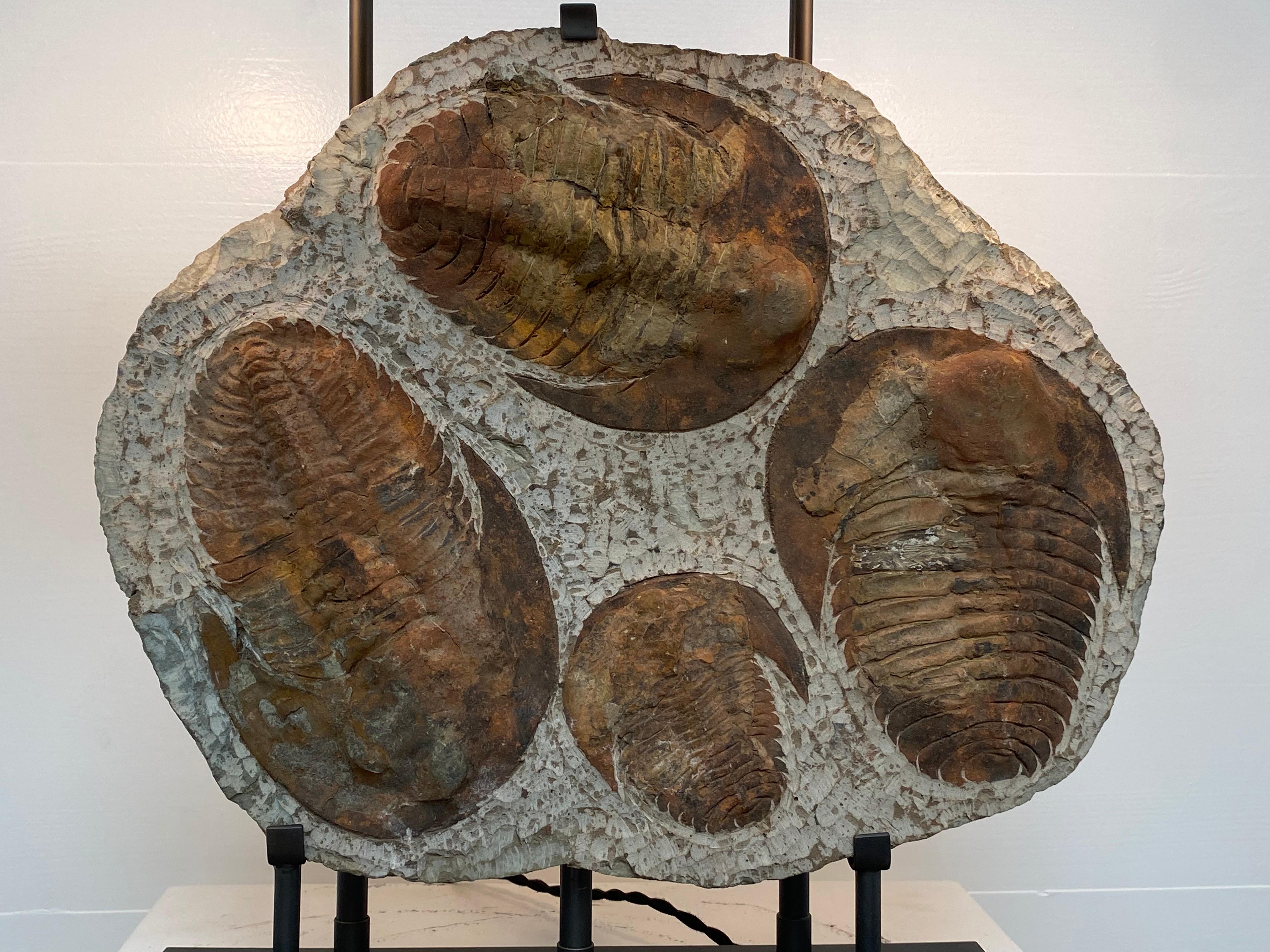 Belgian Table Lamp made out of 4  Trilobite Fossil Elements, mounted on an iron stand For Sale