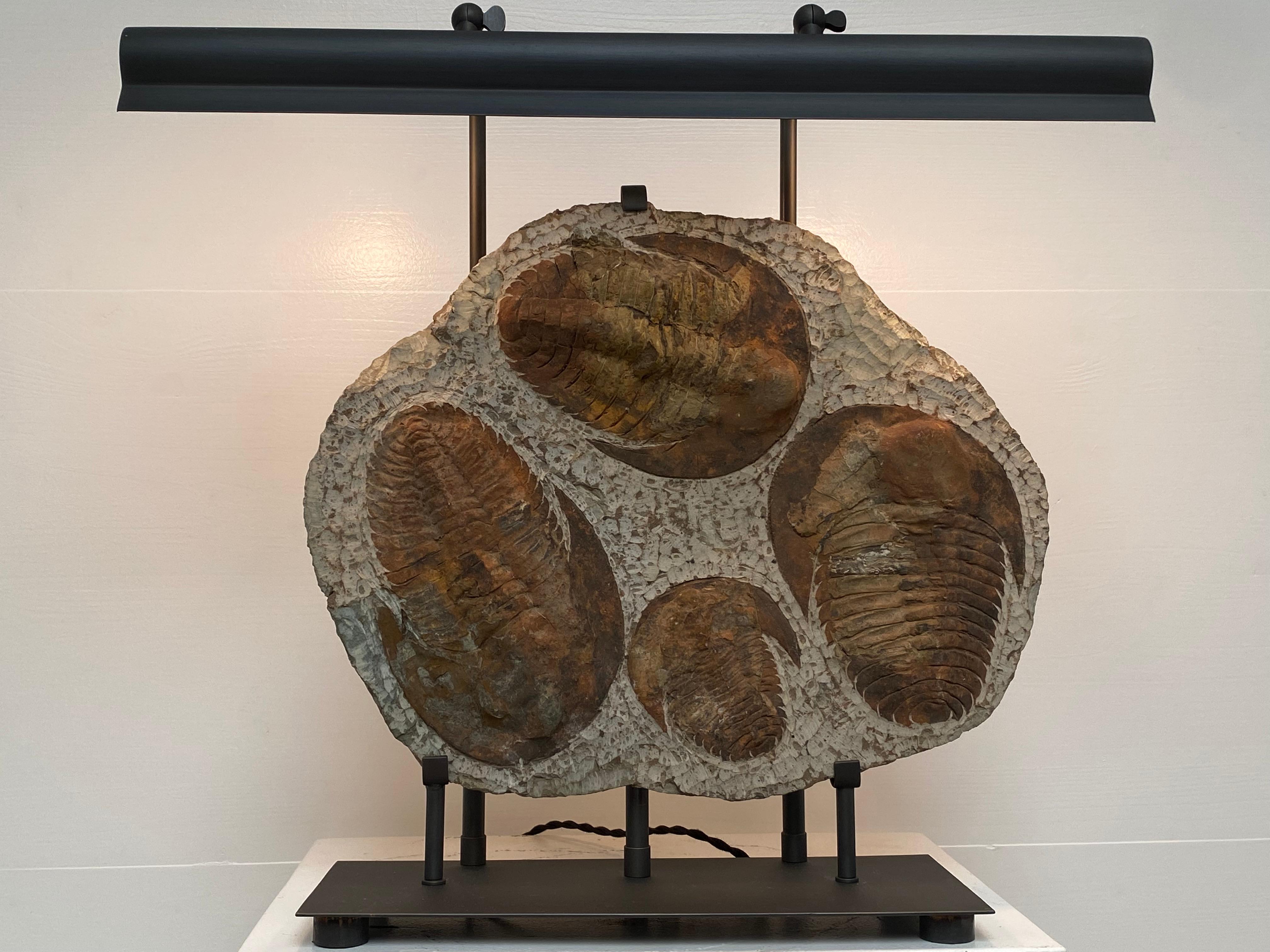 Table Lamp made out of 4  Trilobite Fossil Elements, mounted on an iron stand In Excellent Condition For Sale In Schellebelle, BE