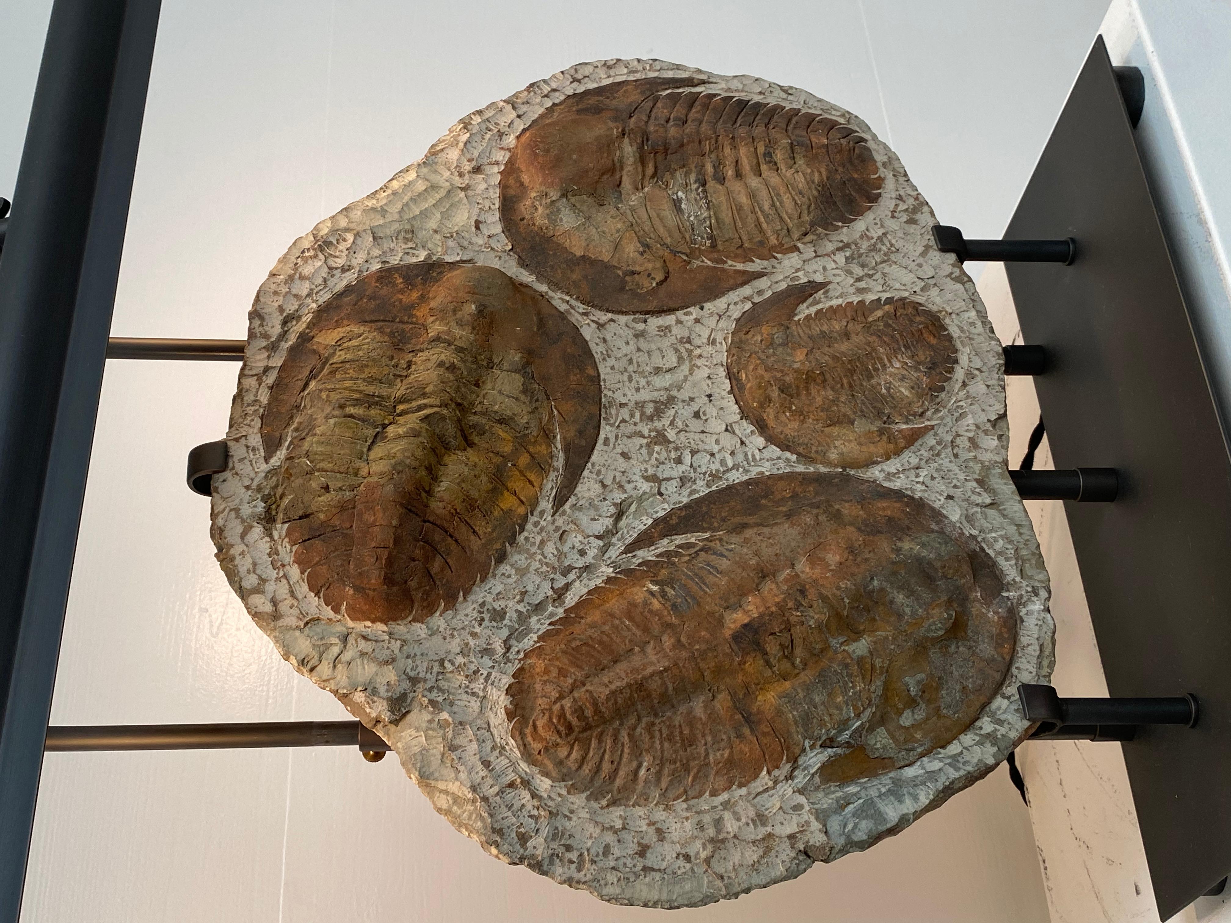 Contemporary Table Lamp made out of 4  Trilobite Fossil Elements, mounted on an iron stand For Sale