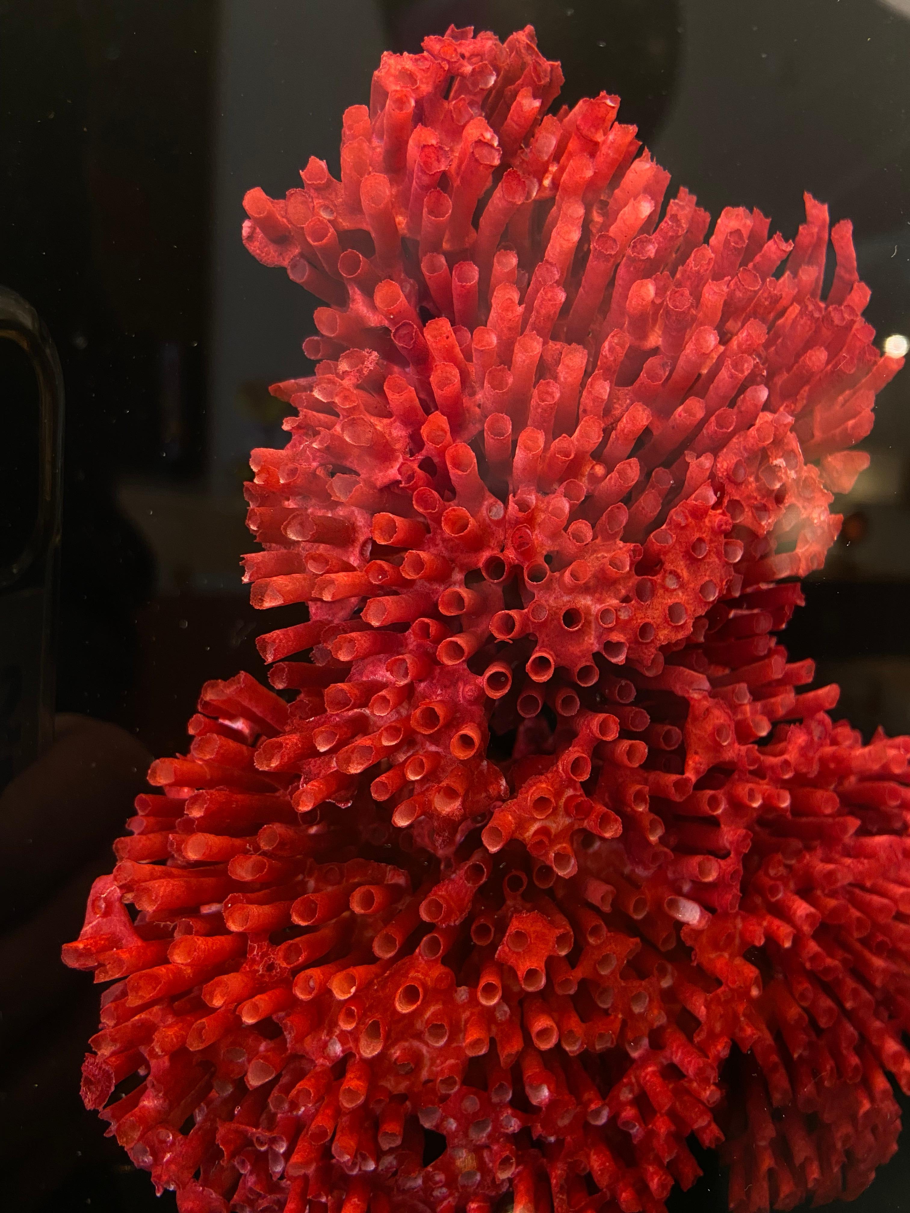 French Lamp with a Coral Resin Inclusion by Pierre Giraudon For Sale