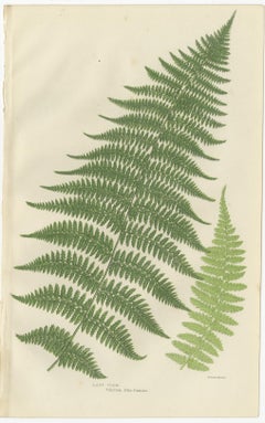 Lanceolate, Black Spleenwort & Wall Rue – Botanical Triptych, 1873