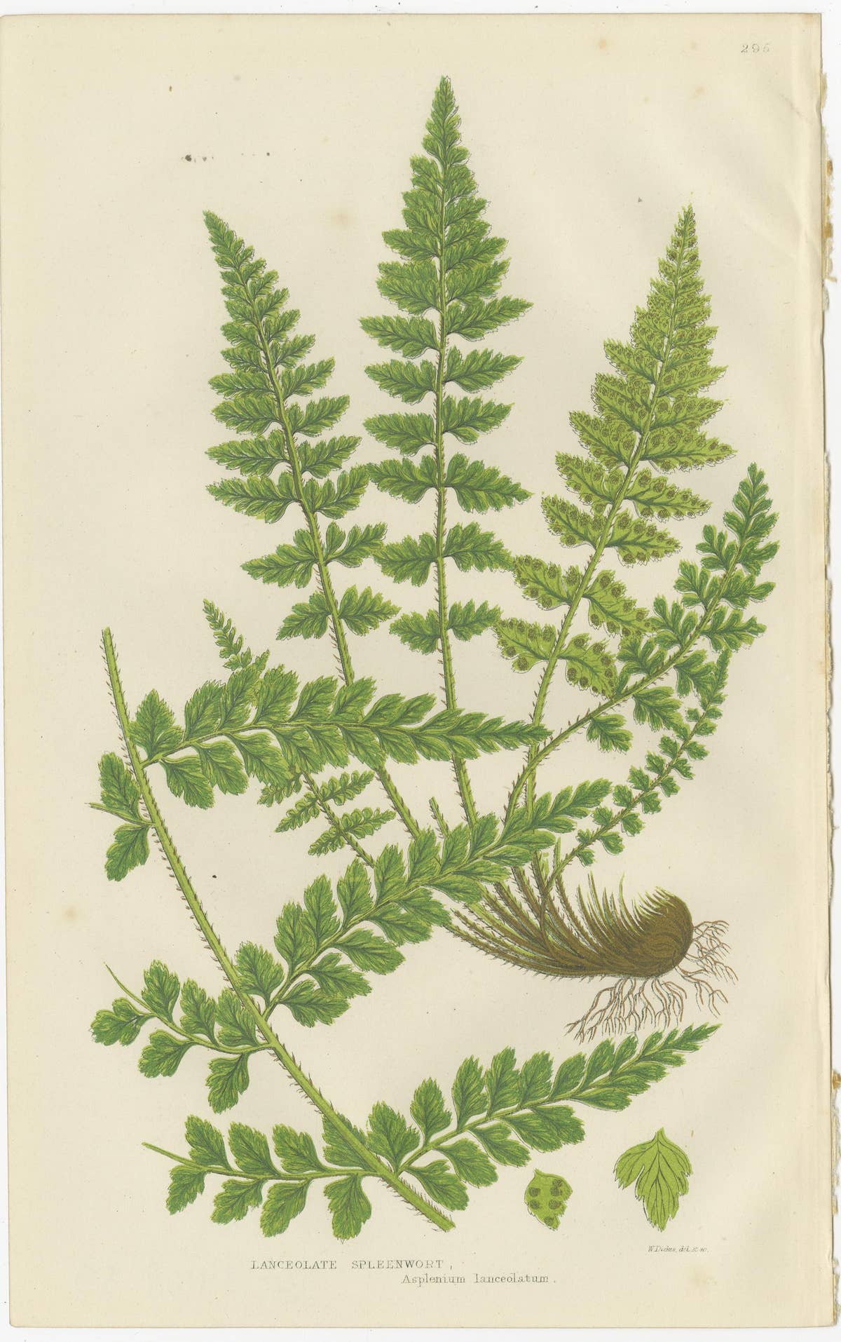Lanceolate, Black Spleenwort & Wall Rue – Botanical Triptych, 1873