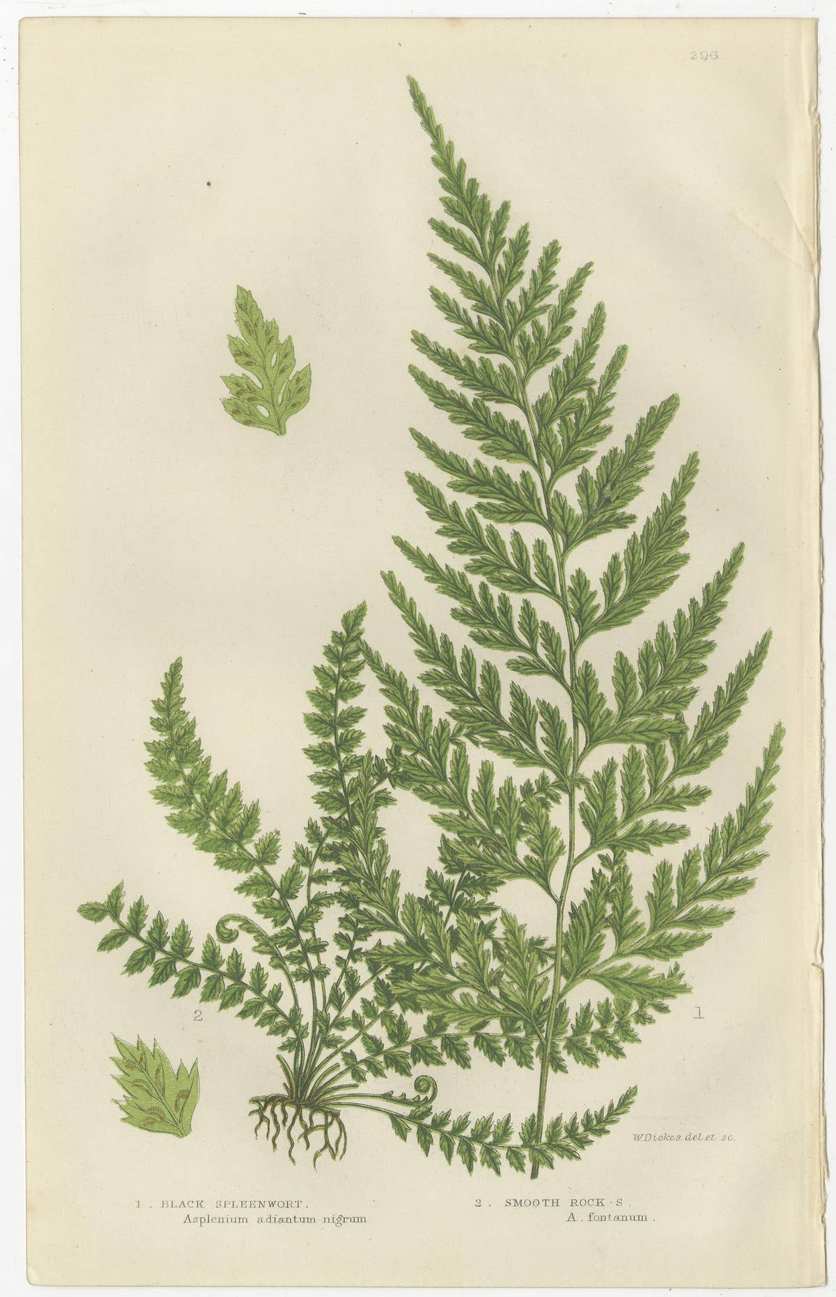 Lanceolate, Black Spleenwort & Wall Rue – Botanical Triptych, 1873