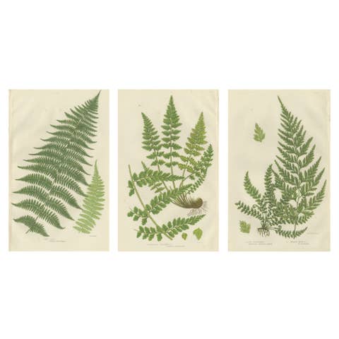 Lanceolate, Black Spleenwort & Wall Rue – Botanical Triptych, 1873