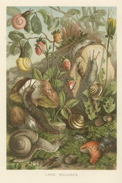 Land Molluscs, Antique Chromolithograph of Snails and Slugs by H. Morin, 1896