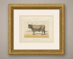 Landaise Ox with Cord Halter, French Cattle Chromolithograph, 1863
