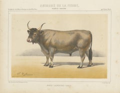 Landaise Ox with Cord Halter, French Cattle Chromolithograph, 1863