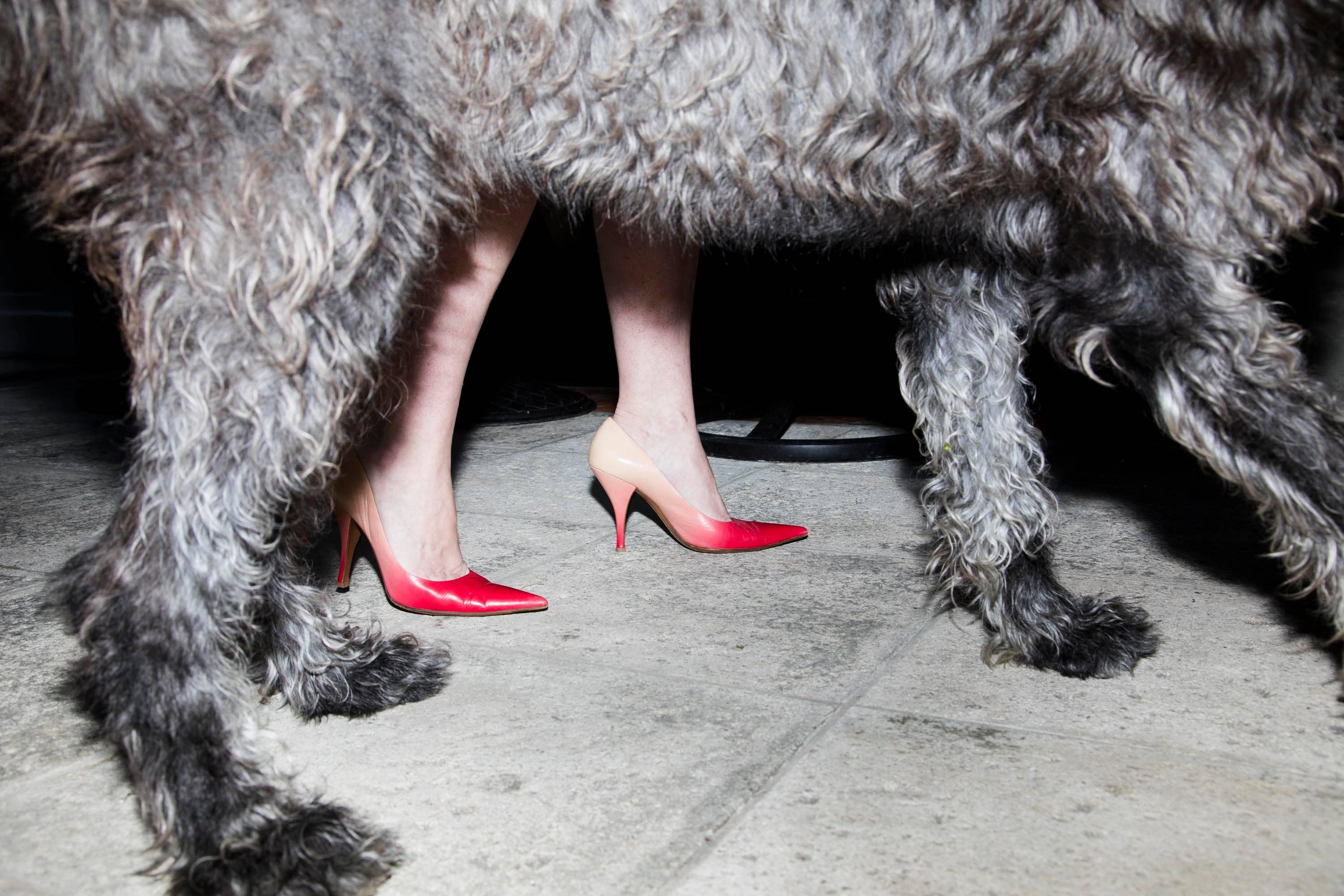 Landon Nordeman Color Photograph - Dog With Heels, High Season series, Palm Beach