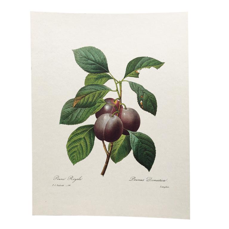 Beautiful summer fruit print or engraving by Langlois. Featuring ripe purple prunes with bright and dark green foliage. 
The inscription reads Prune Royale, P.J. Redoute -114 on the bottom left, and Prunus Domestica, Langlois on the bottom right.