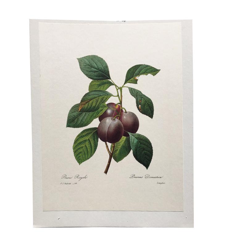 Artisanat Impression prune et florale Royale PJ Redoute imprimé de fruits et de feuilles non encadré en vente