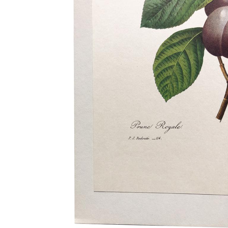 Américain Impression prune et florale Royale PJ Redoute imprimé de fruits et de feuilles non encadré en vente