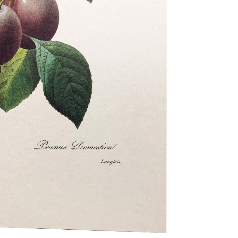 Impression prune et florale Royale PJ Redoute imprimé de fruits et de feuilles non encadré Bon état - En vente à Oklahoma City, OK