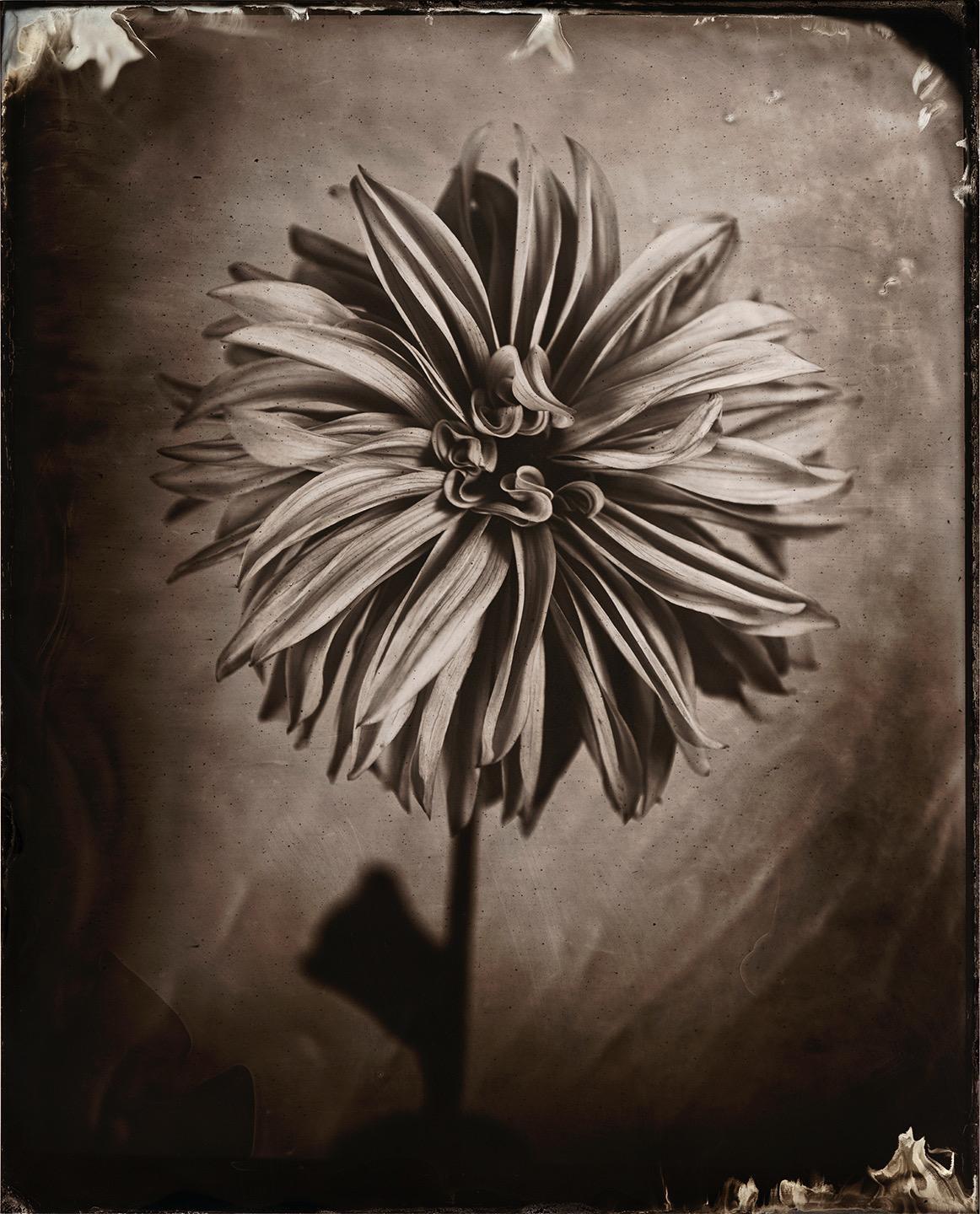 Dahlien