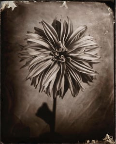 Dahlia