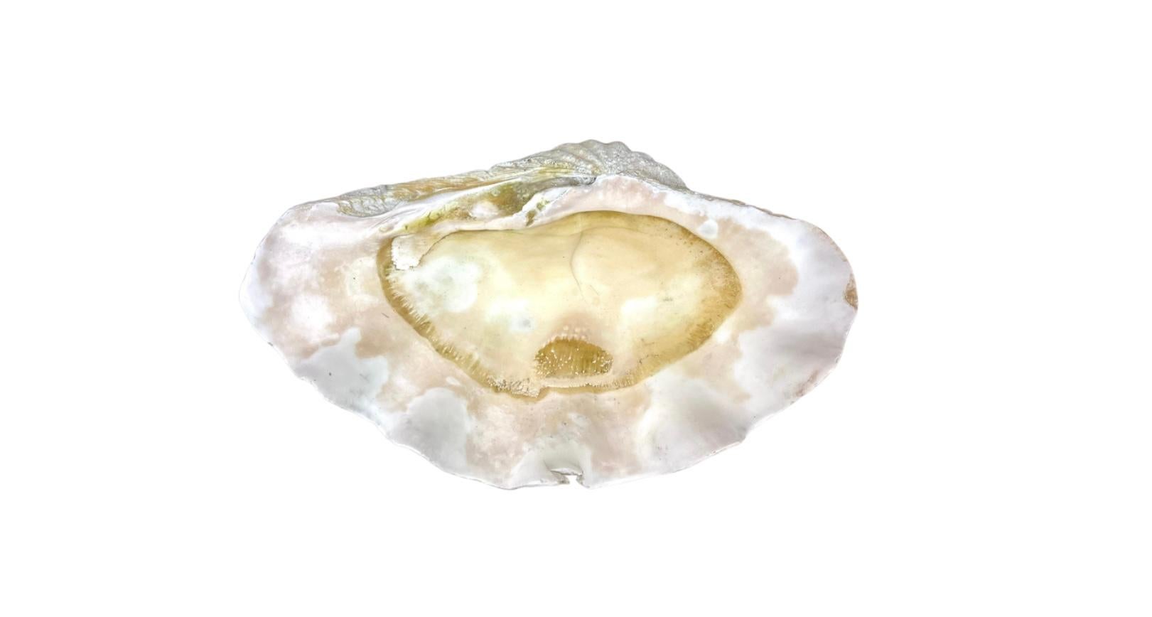 Authentic large clam shell specimen with its iconic sculptural form and sea inspired colors and textures. Measure: 16.5 inch.