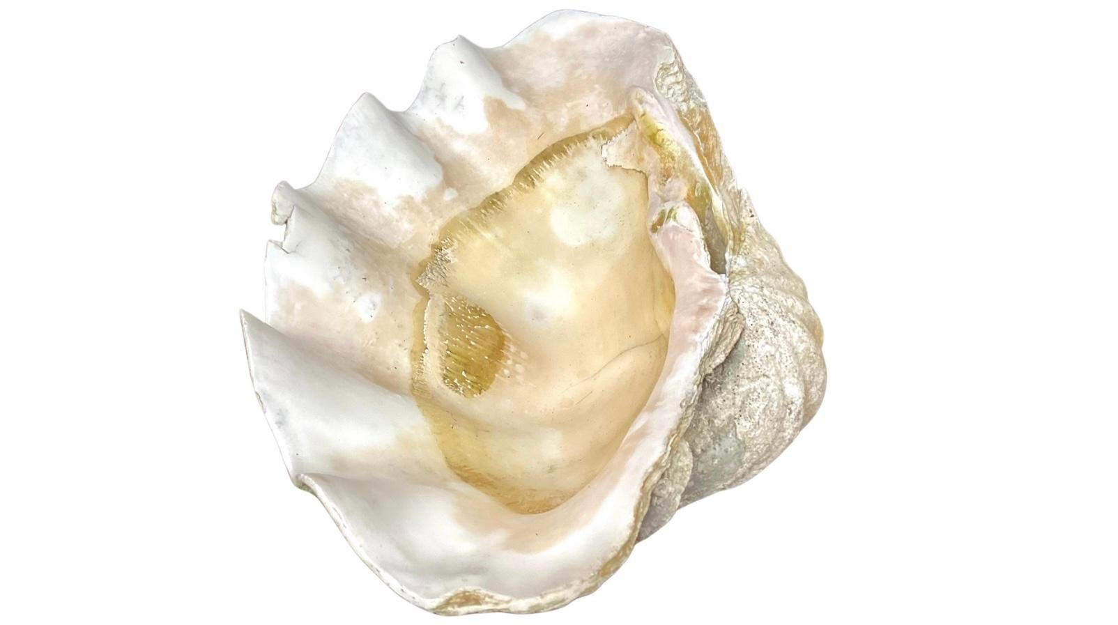 big clam shell
