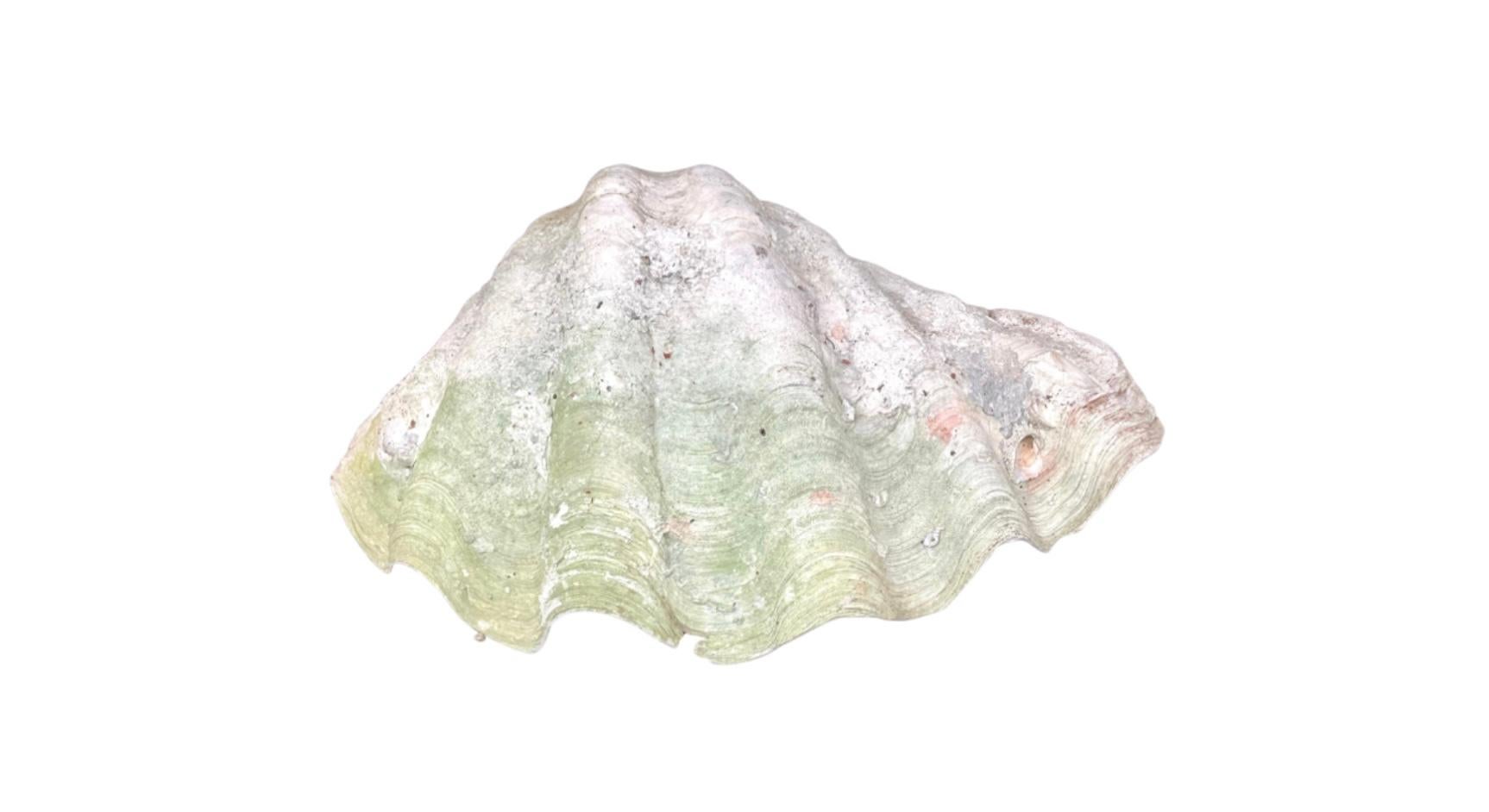 Organic Modern Natural Clam Shell For Sale