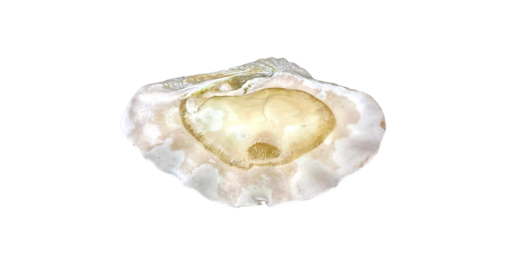 Southeast Asian Natural Clam Shell For Sale