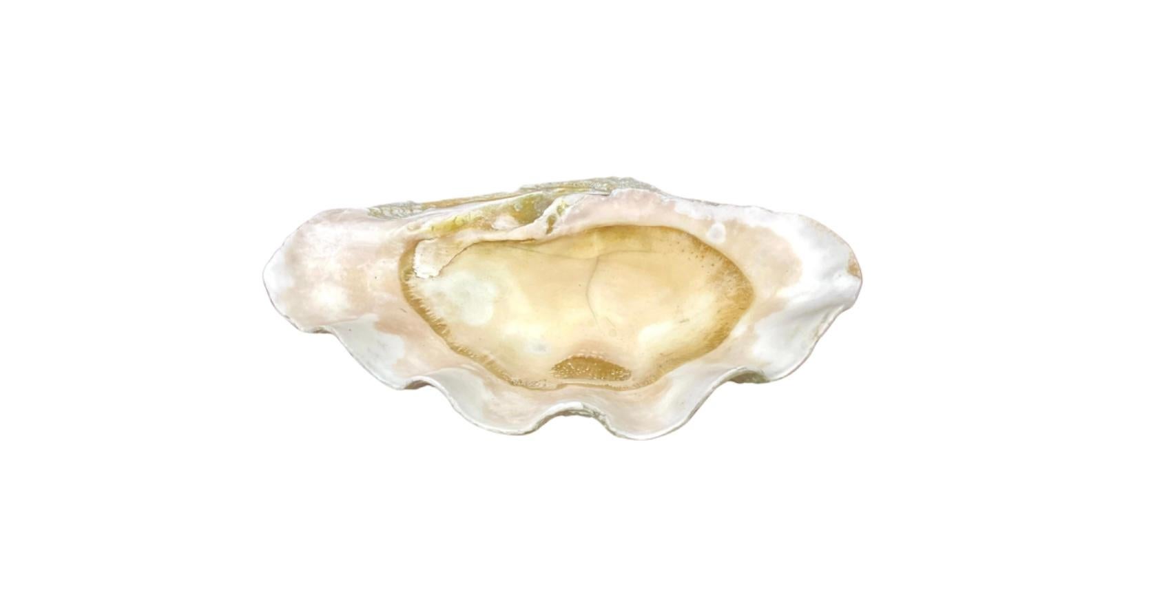 Natural Clam Shell In Good Condition For Sale In Bradenton, FL