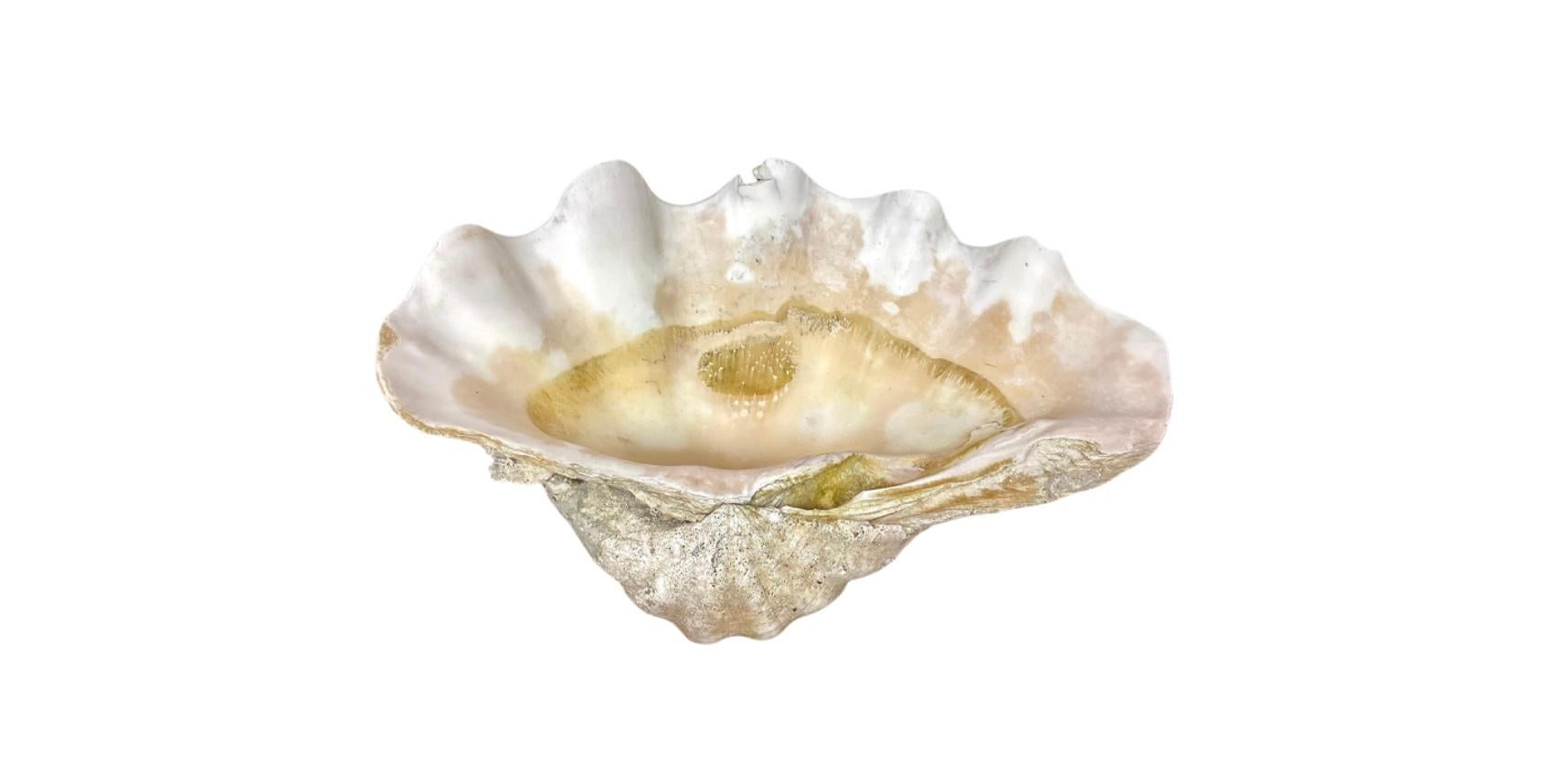 20th Century Natural Clam Shell For Sale