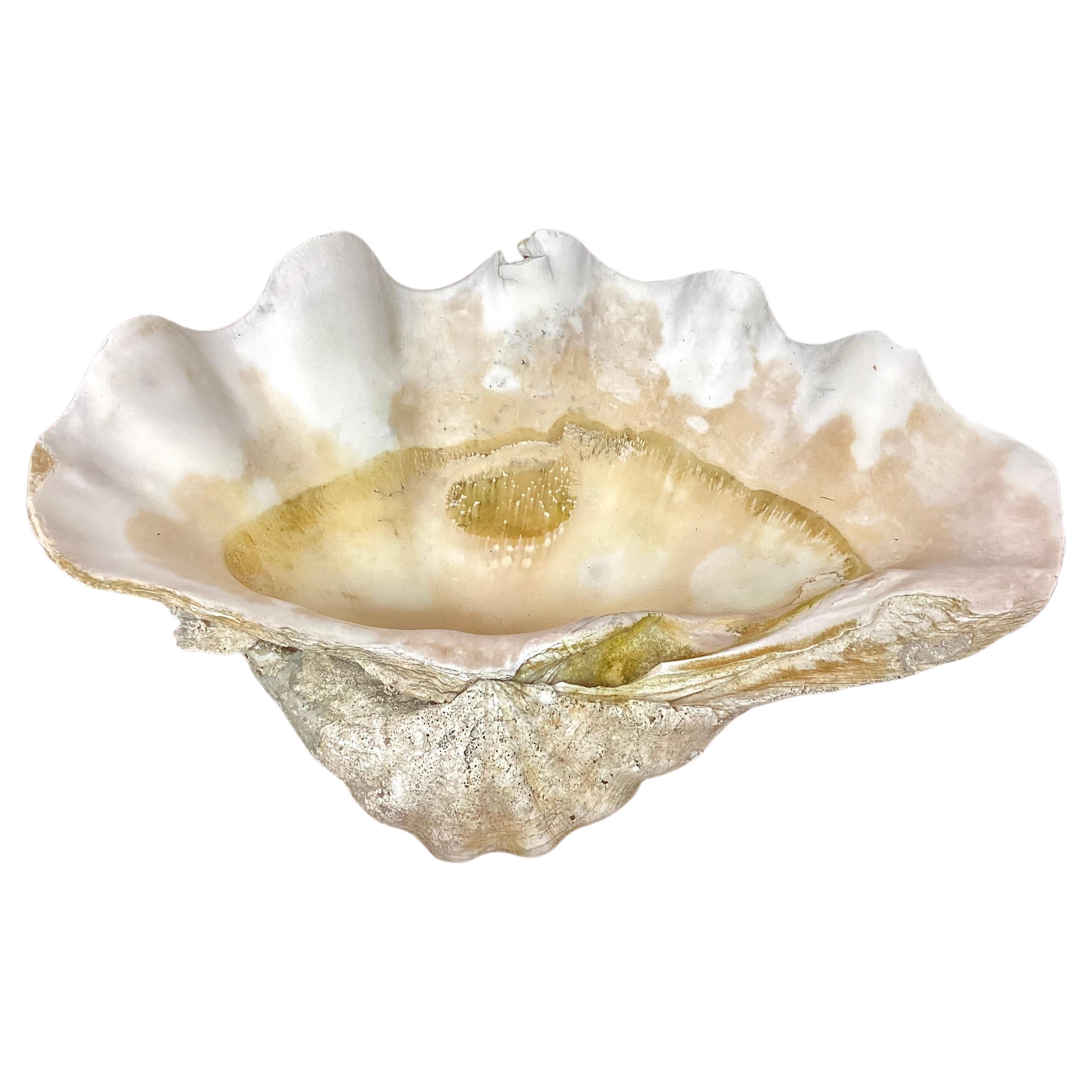 Natural Clam Shell